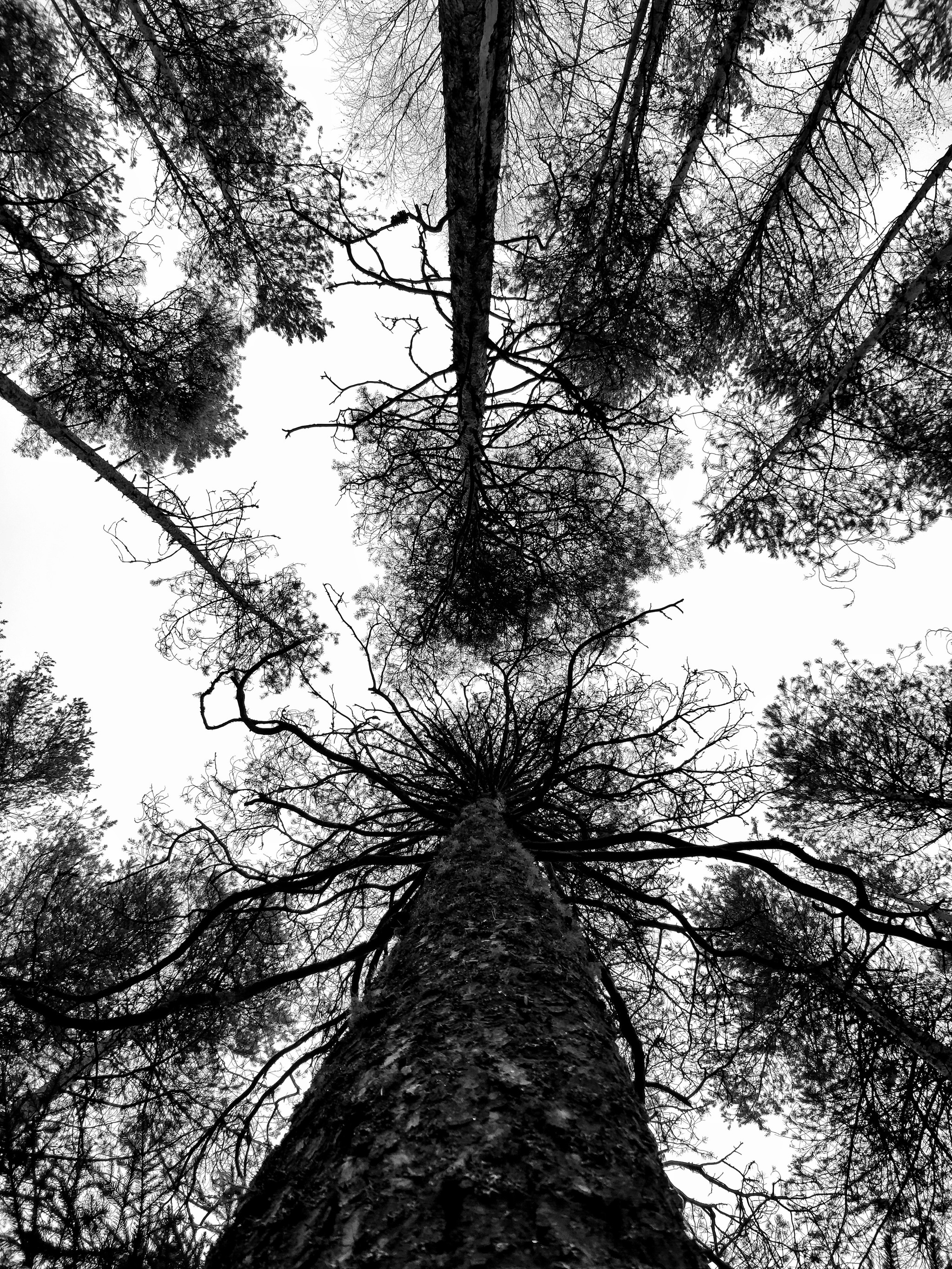 look up - My, The photo, Black and white photo, Mobile photography