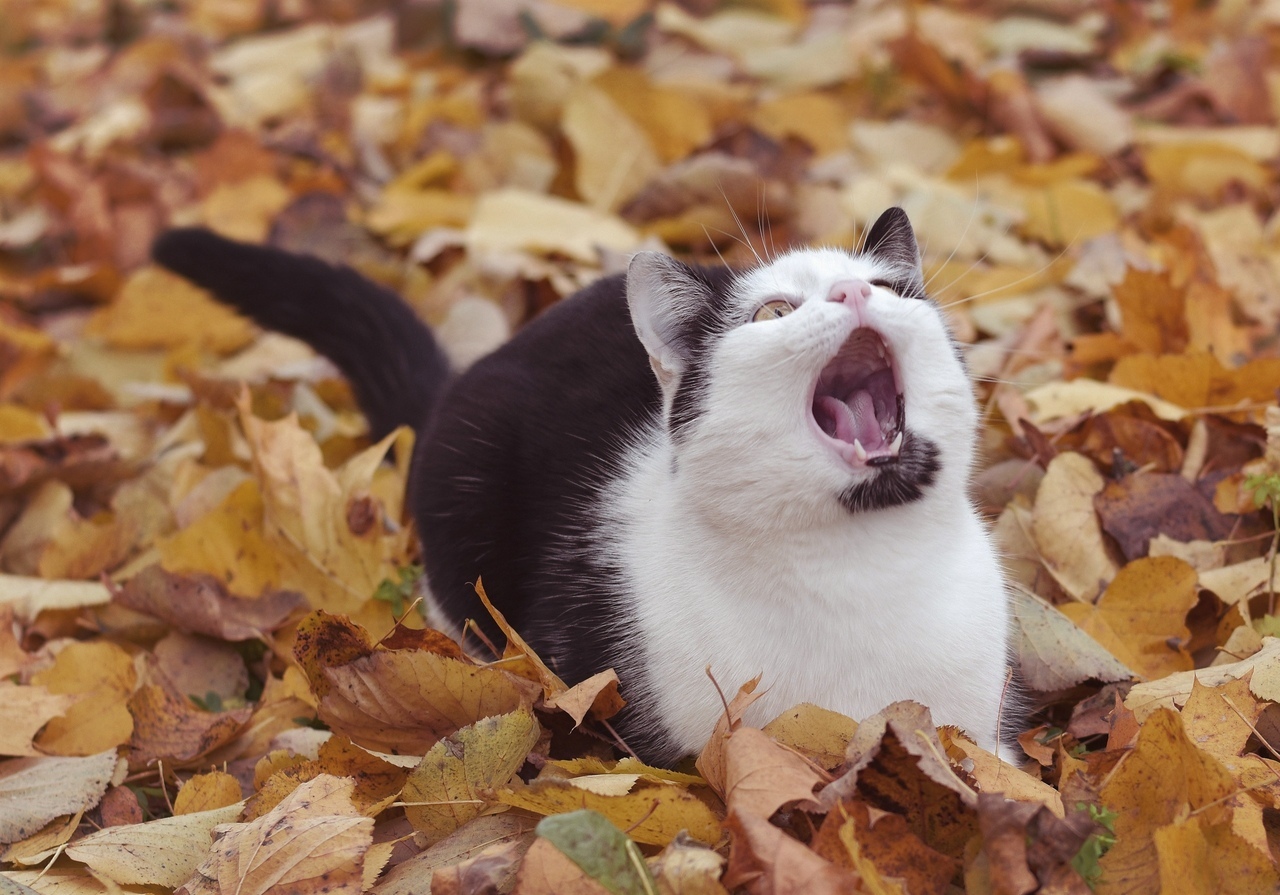 Невероятно харизматичный уличный кот Зайчик - Моё, Кот, Котомафия, Осень, Фотография, Длиннопост, Орел