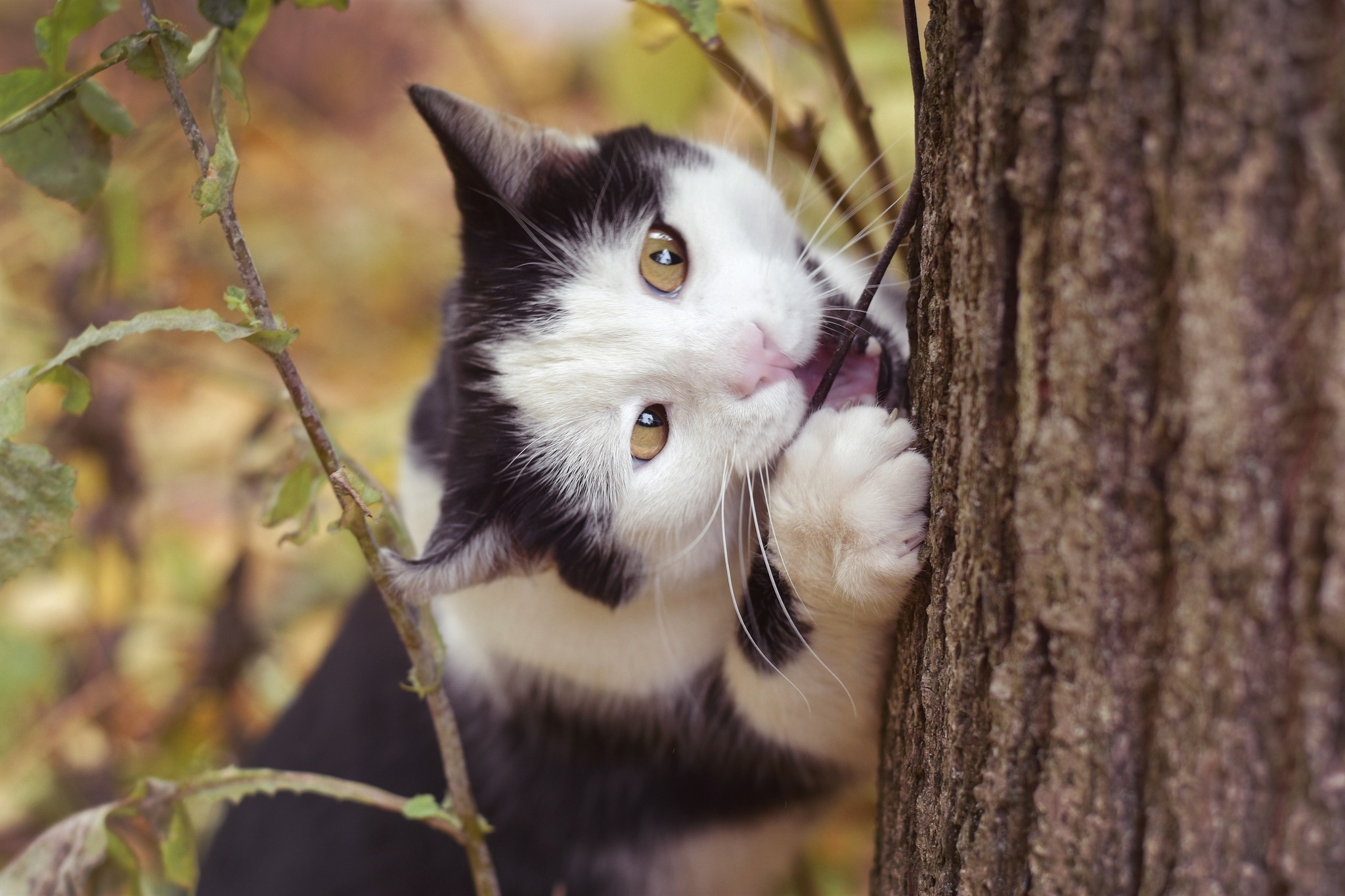 Невероятно харизматичный уличный кот Зайчик - Моё, Кот, Котомафия, Осень, Фотография, Длиннопост, Орел