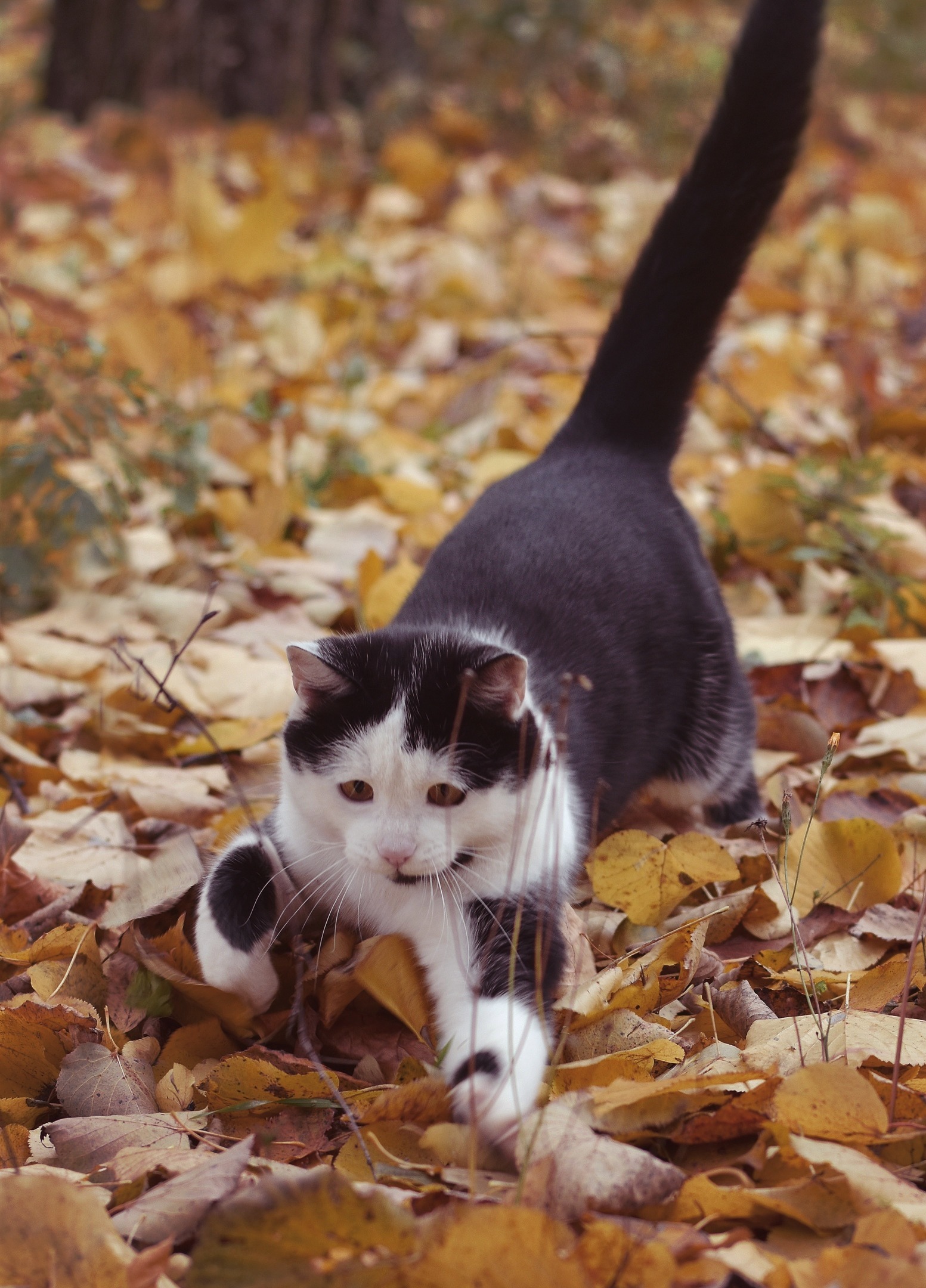 Невероятно харизматичный уличный кот Зайчик - Моё, Кот, Котомафия, Осень, Фотография, Длиннопост, Орел