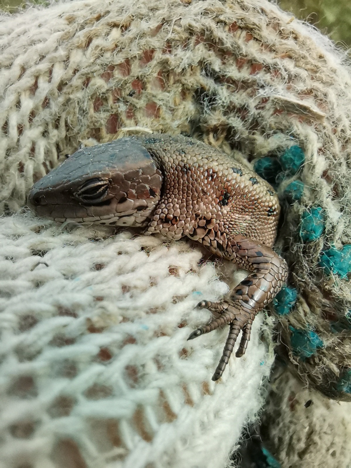 Lizard - My, Autumn, Garden, Reptilians