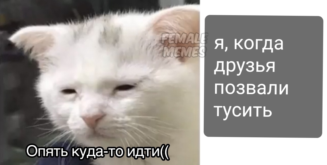 Планы на выходные - Две женщины орут на кота, Кот, Друзья, Выходные, Отдых, Лень