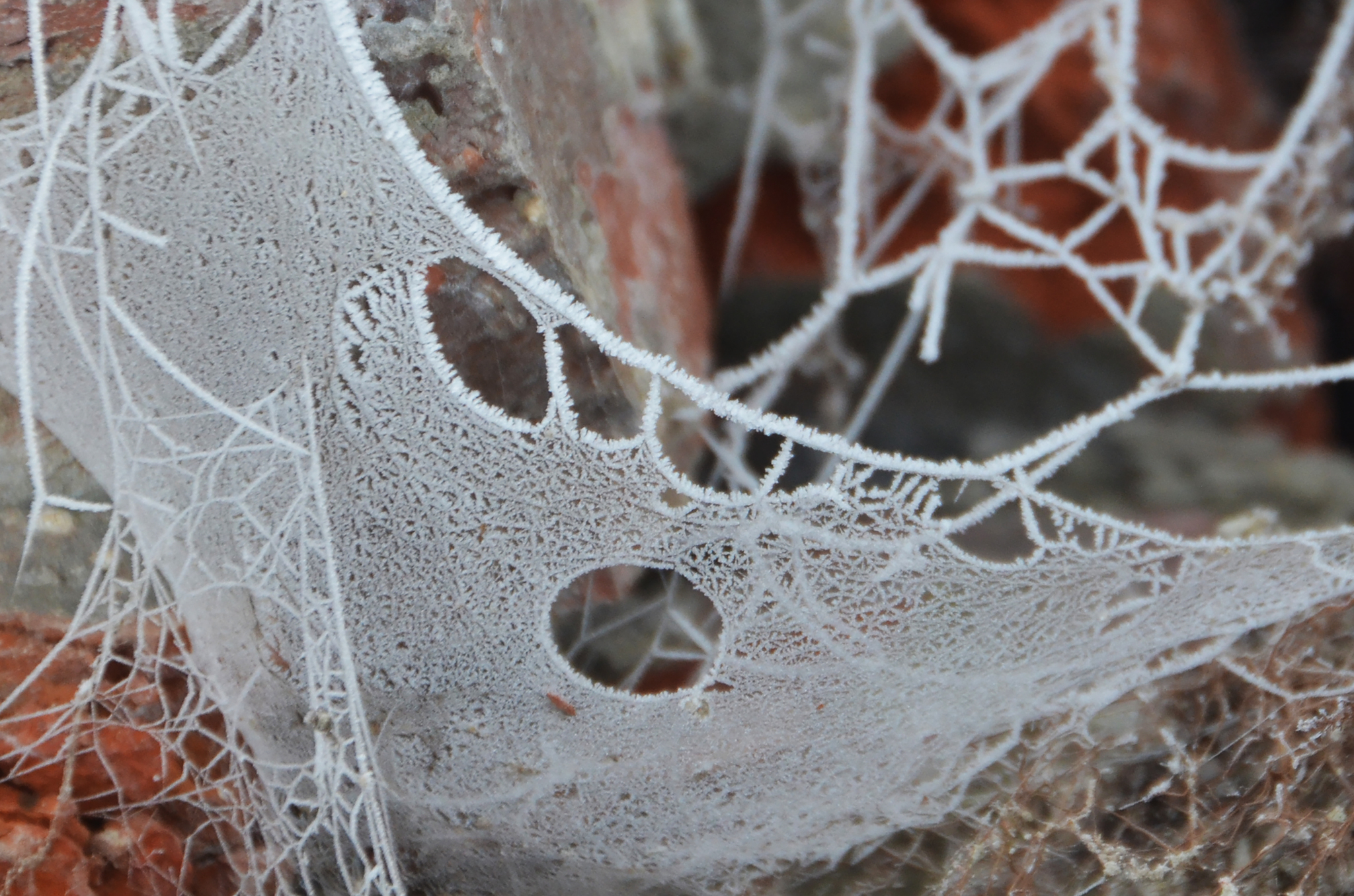 First frost on the web - My, Web, Frost, Autumn