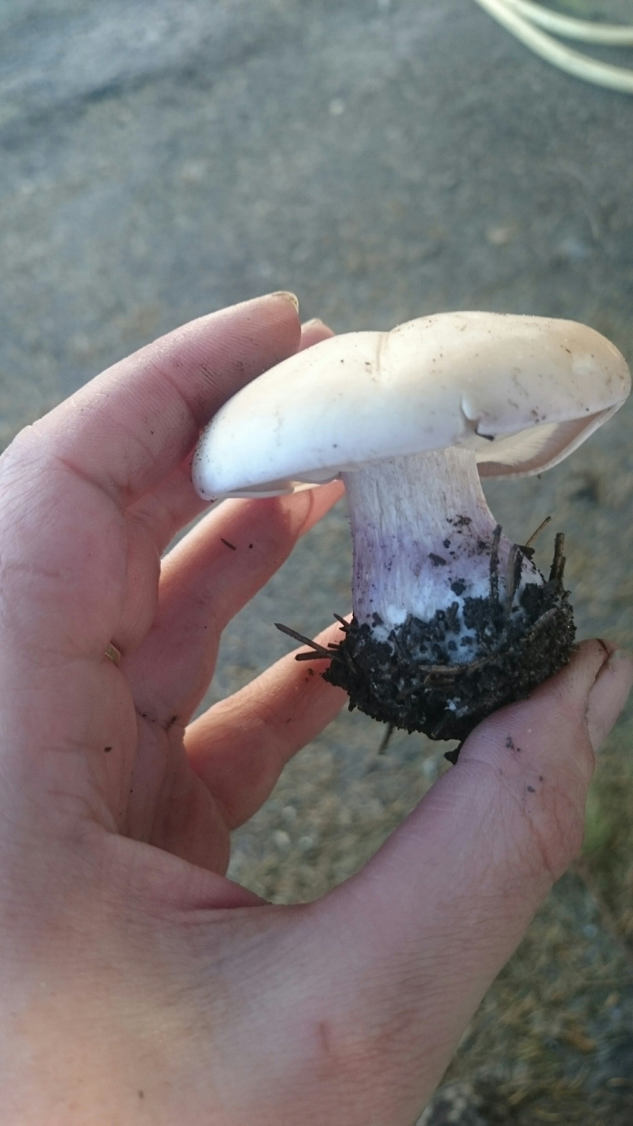 Row under the tree - My, Mushrooms, Silent hunt, Kharkov, Tricholoma, Longpost