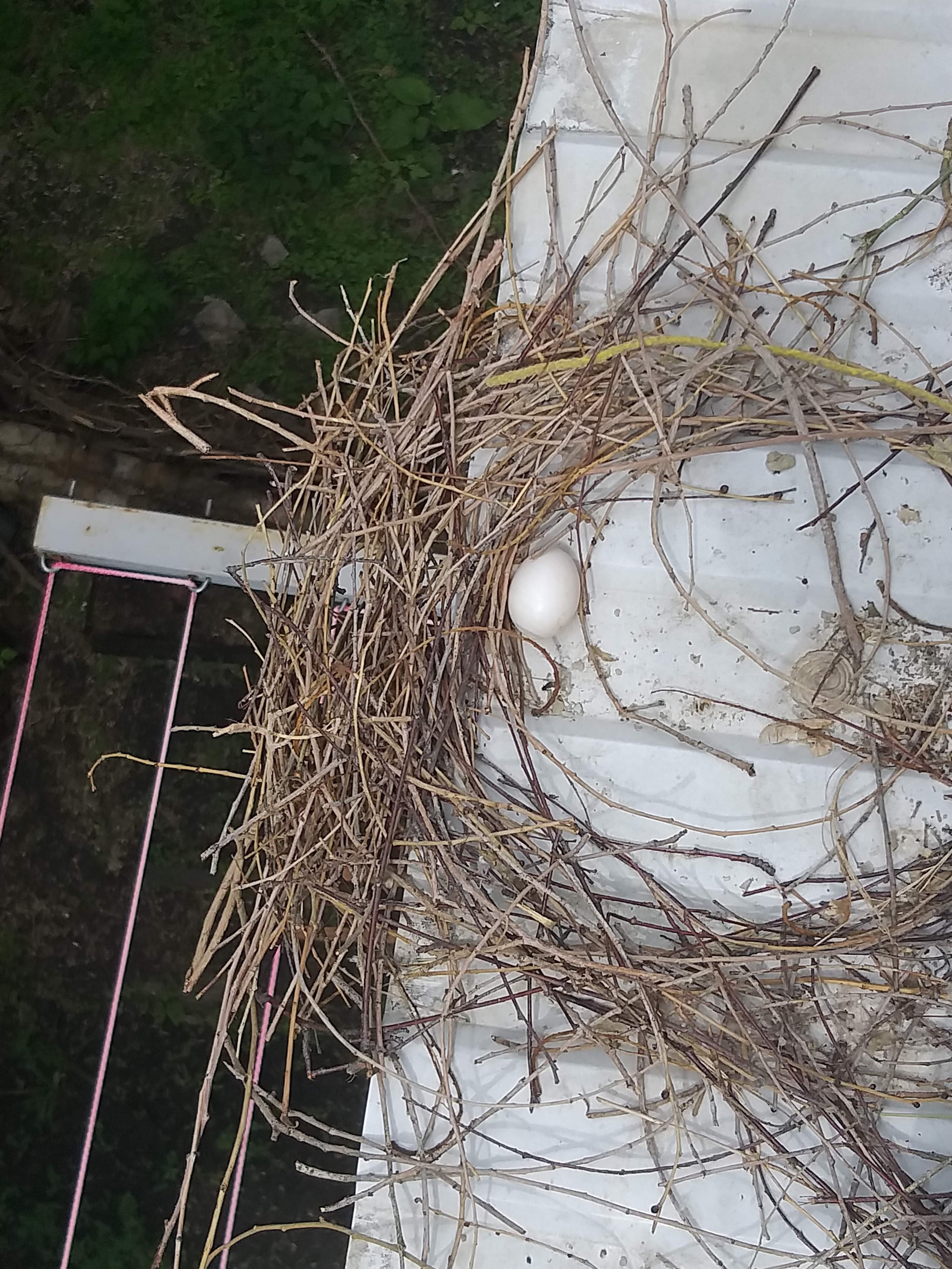 Gift on the balcony - My, Pigeon, Eggs, The photo, Balcony, Birds, Longpost, Nest