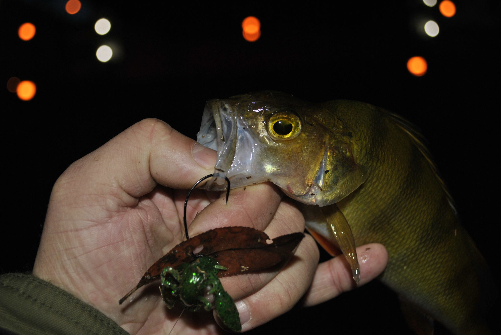 Dip you in the tape. - My, Perch, Carolina, , Spinning, Fishing, Longpost