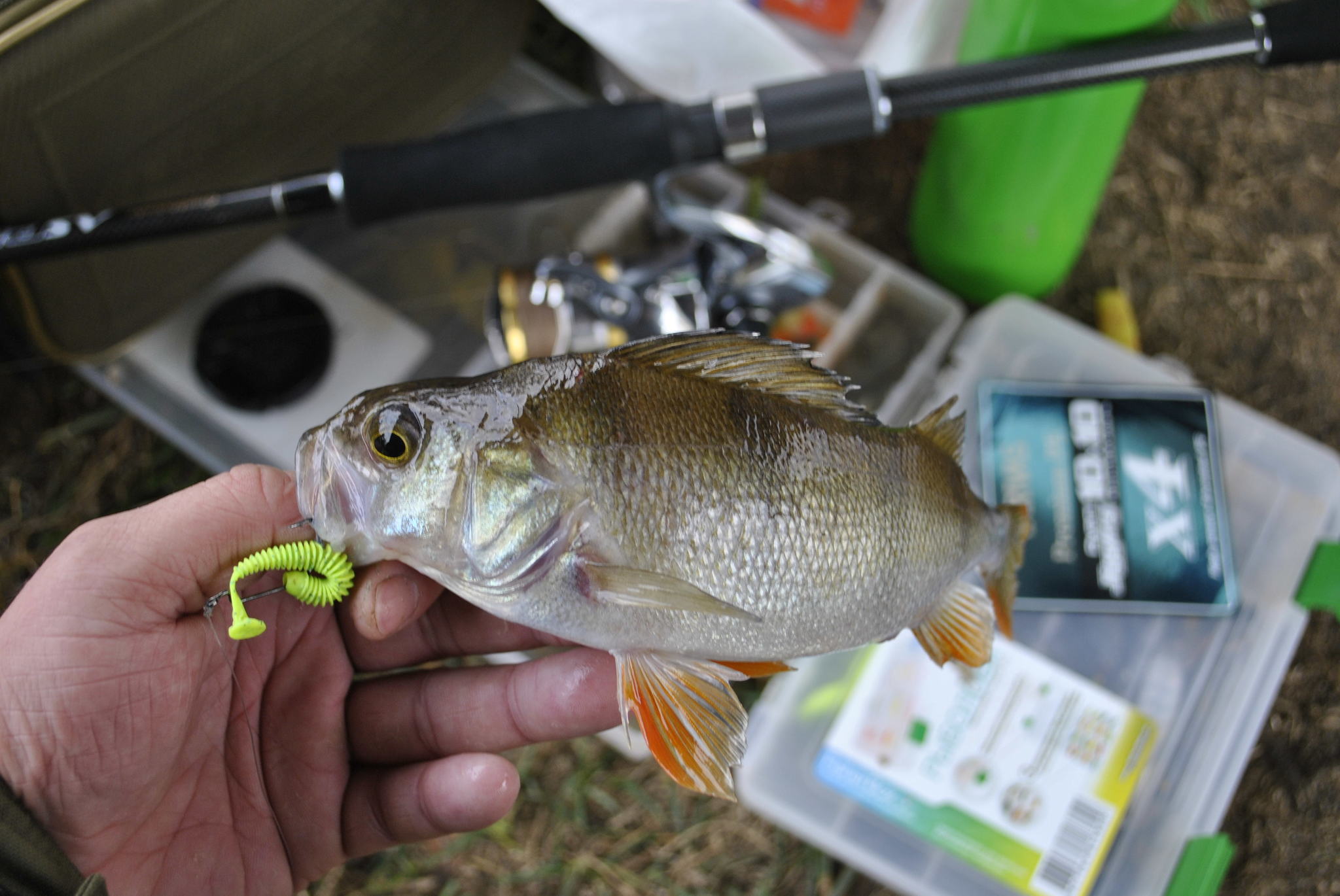 Dip you in the tape. - My, Perch, Carolina, , Spinning, Fishing, Longpost