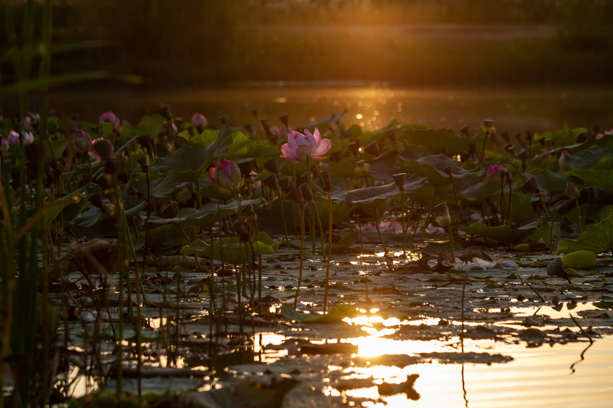 Lotus near Kursk - My, Kursk, Lotus, Longpost