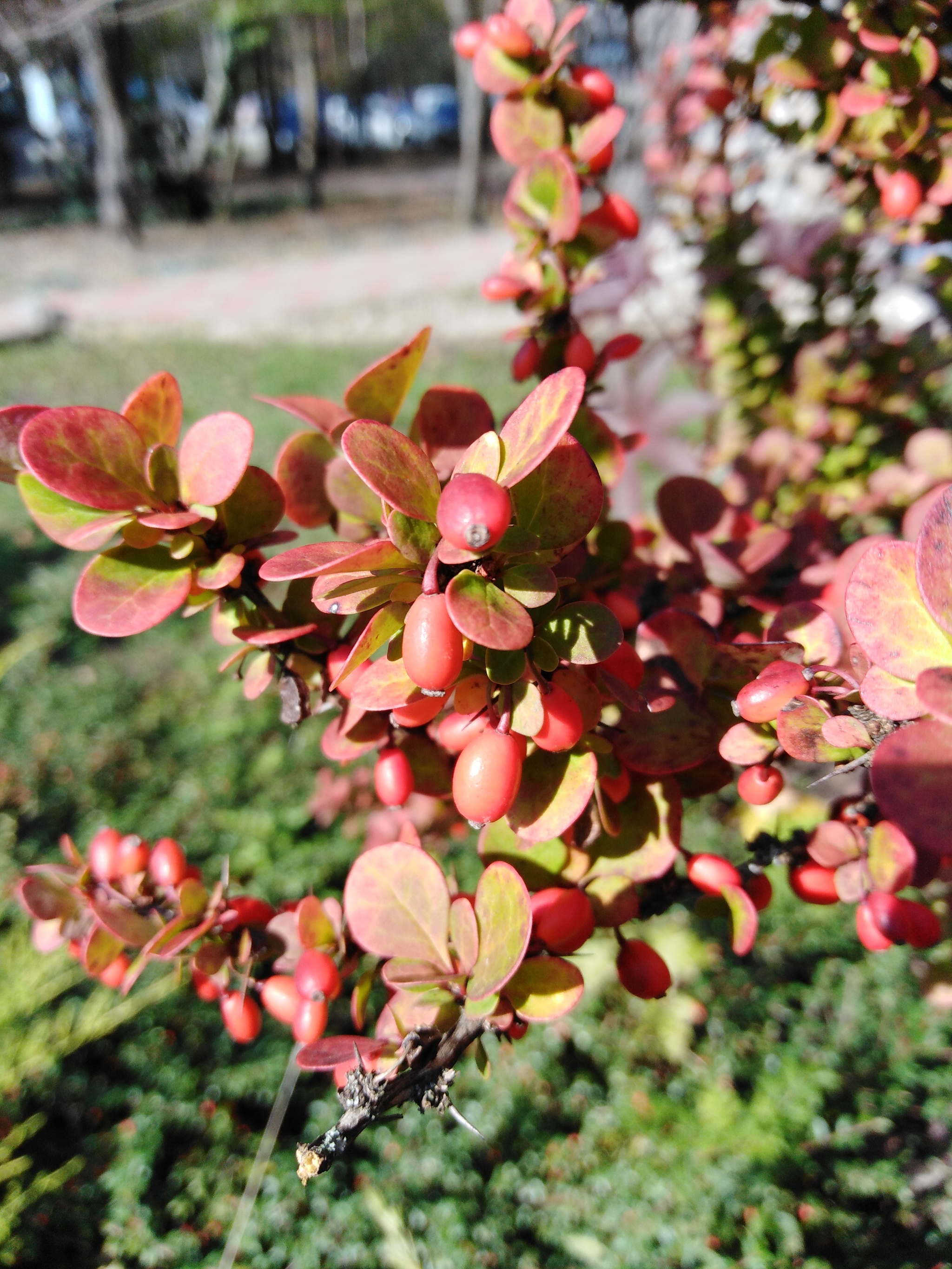 Autumn in Goryachiy Klyuch - My, Photo on sneaker, The nature of Russia, Longpost