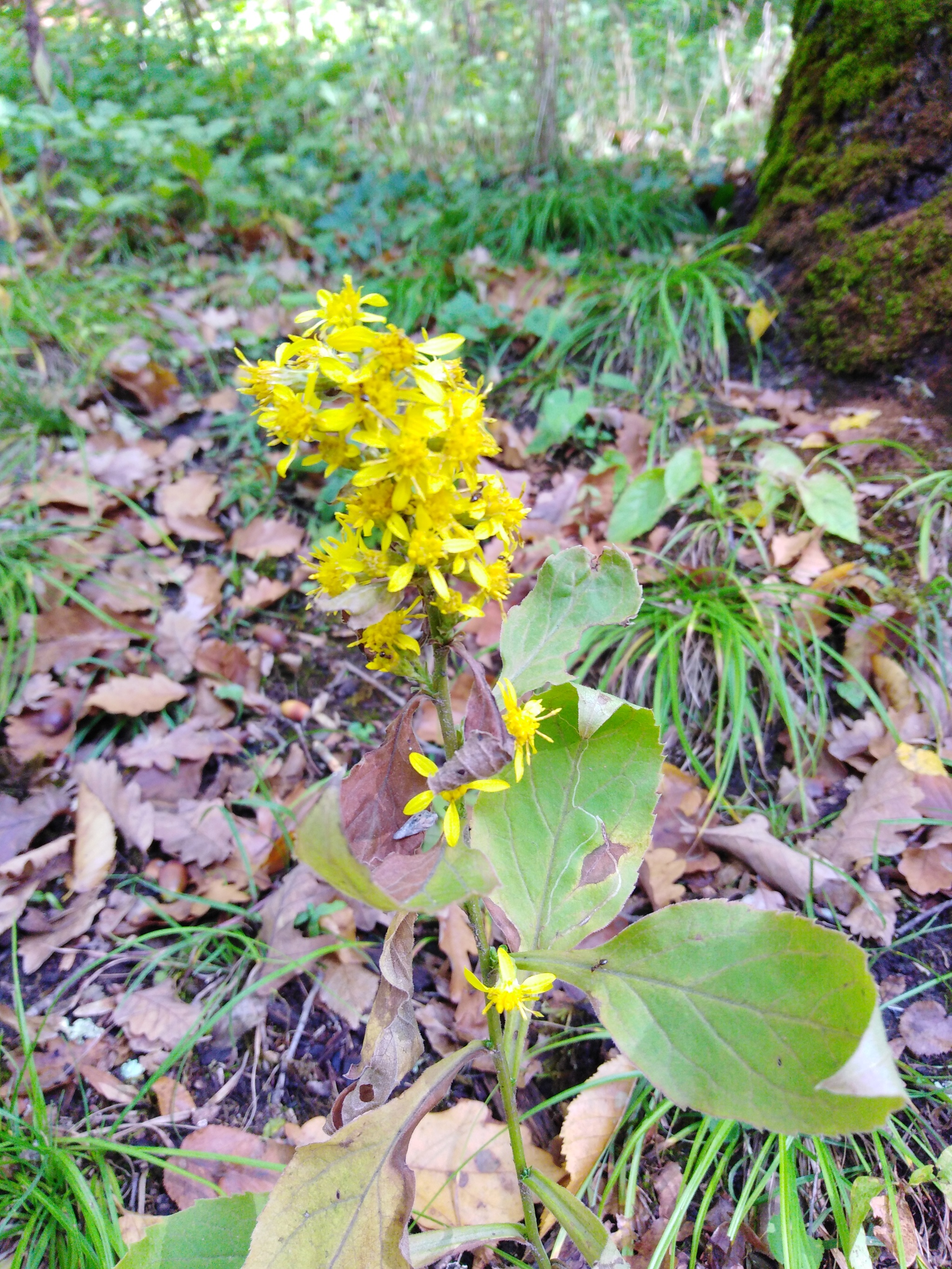 Autumn in Goryachiy Klyuch - My, Photo on sneaker, The nature of Russia, Longpost