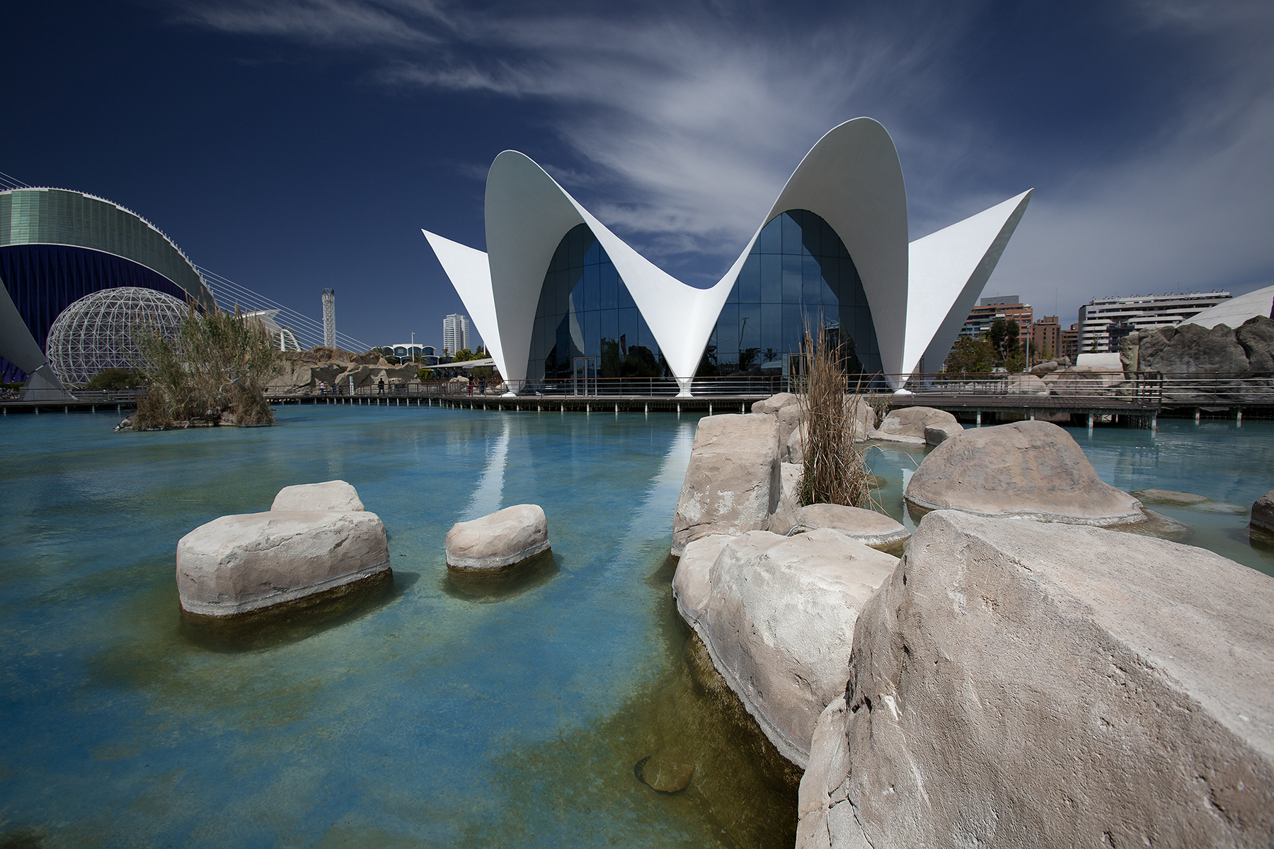 Calatrava flowers - My, Spain, Valencia, Calatrava, The park, The photo, Travel to Europe, Travels