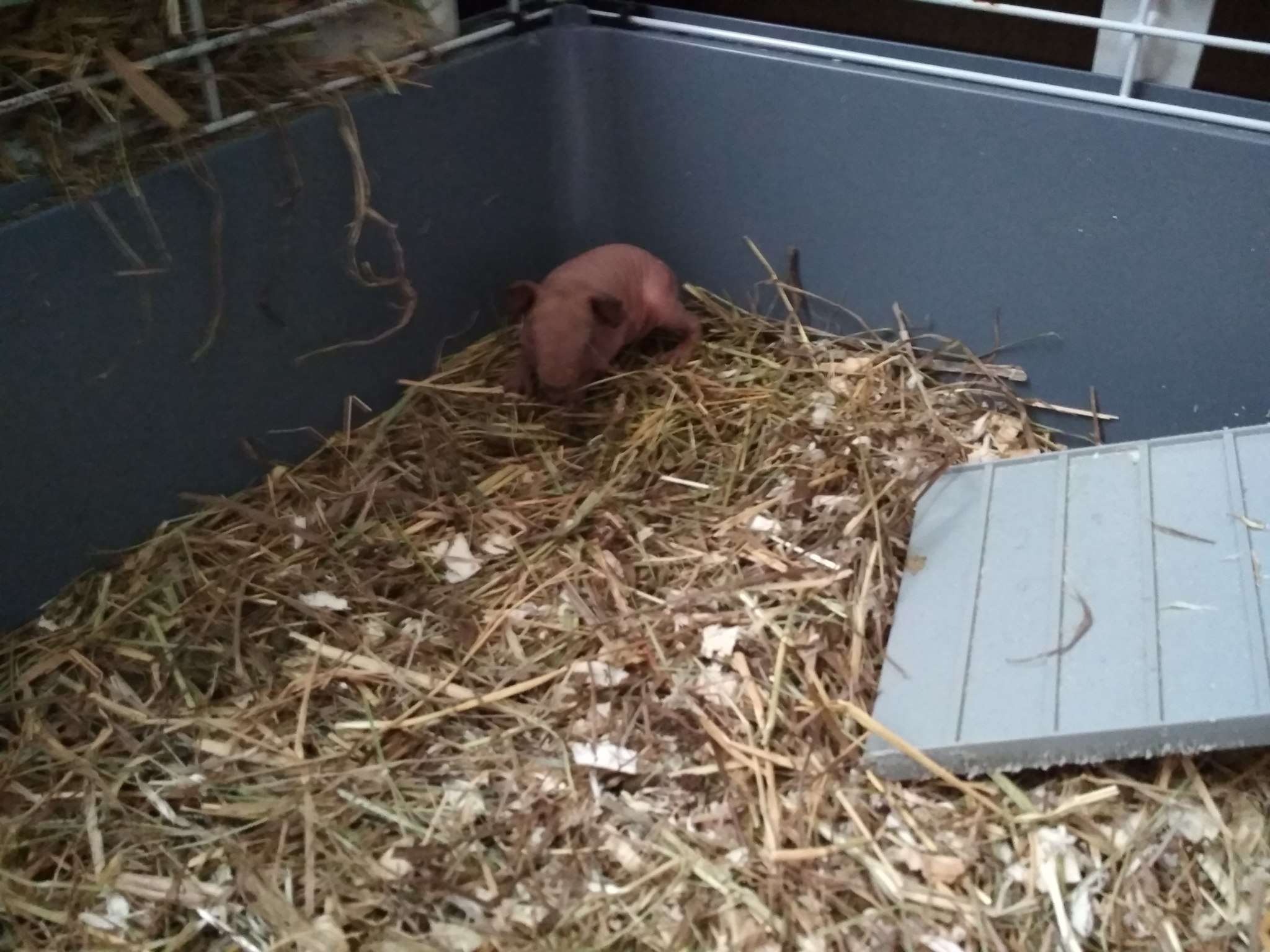 Kinder pig surprise - My, Guinea pig, Surprise