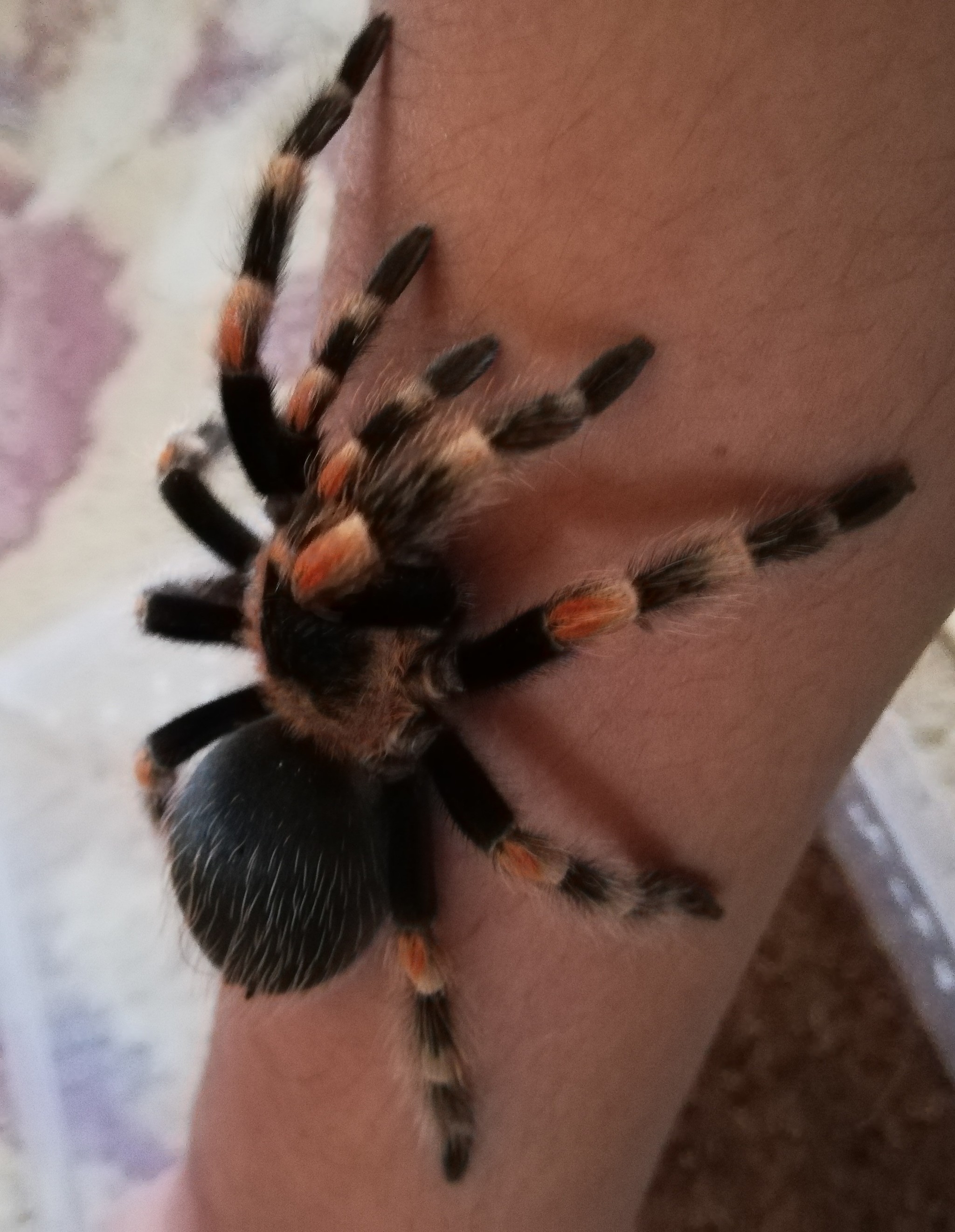 How an arachnophobe started a spider - My, Bird spiders, Brachypelma smithi, Arthropods, Pet, Longpost, Arachnophobia, Pets