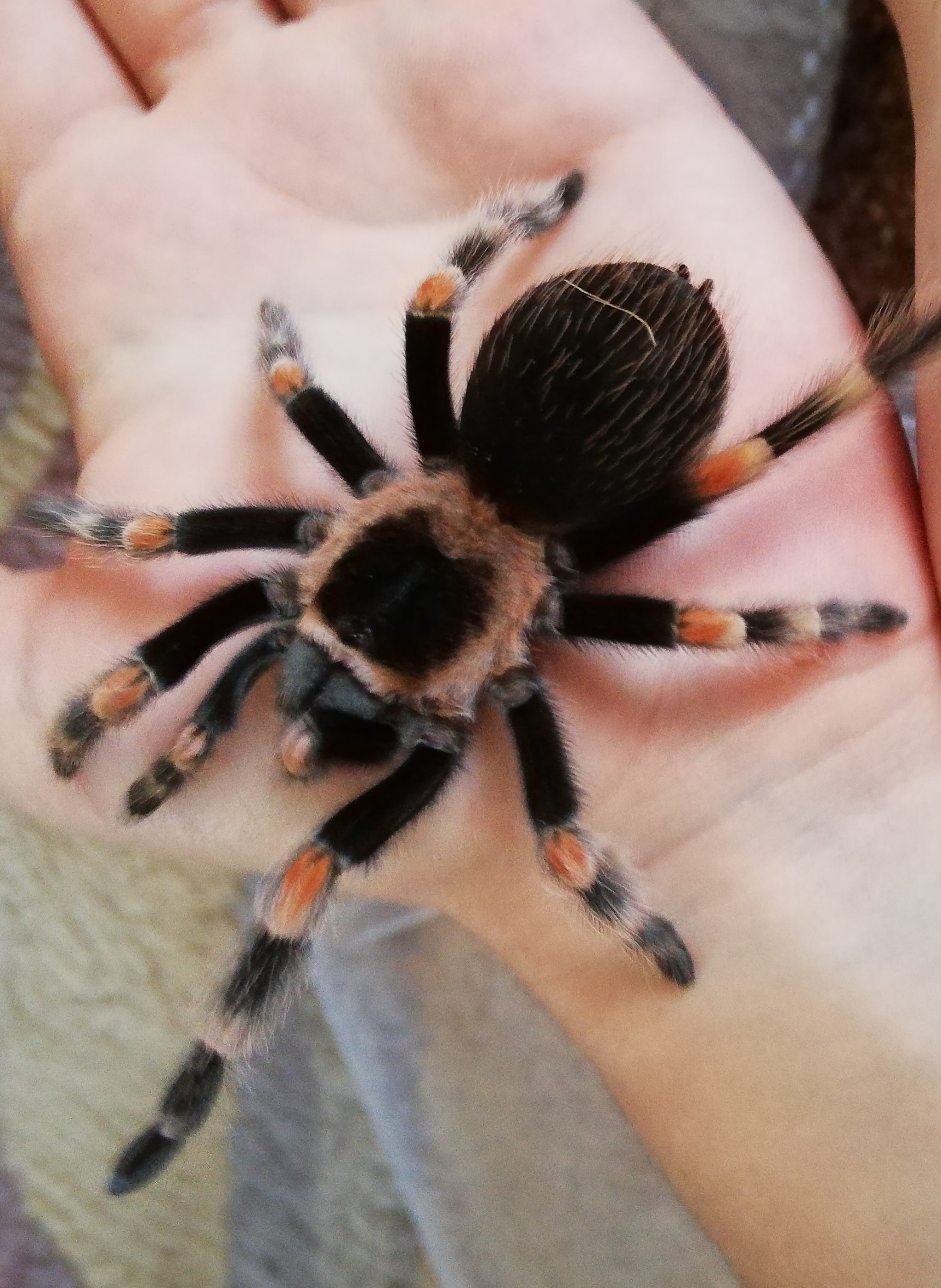 How an arachnophobe started a spider - My, Bird spiders, Brachypelma smithi, Arthropods, Pet, Longpost, Arachnophobia, Pets