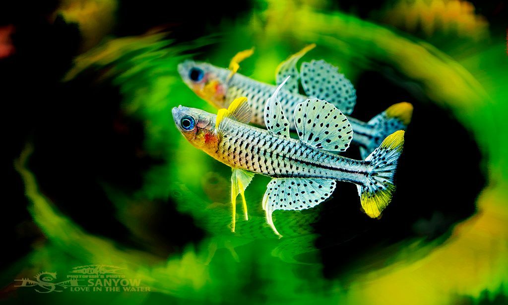 The very elegance - Aquarium fish, Aquarium