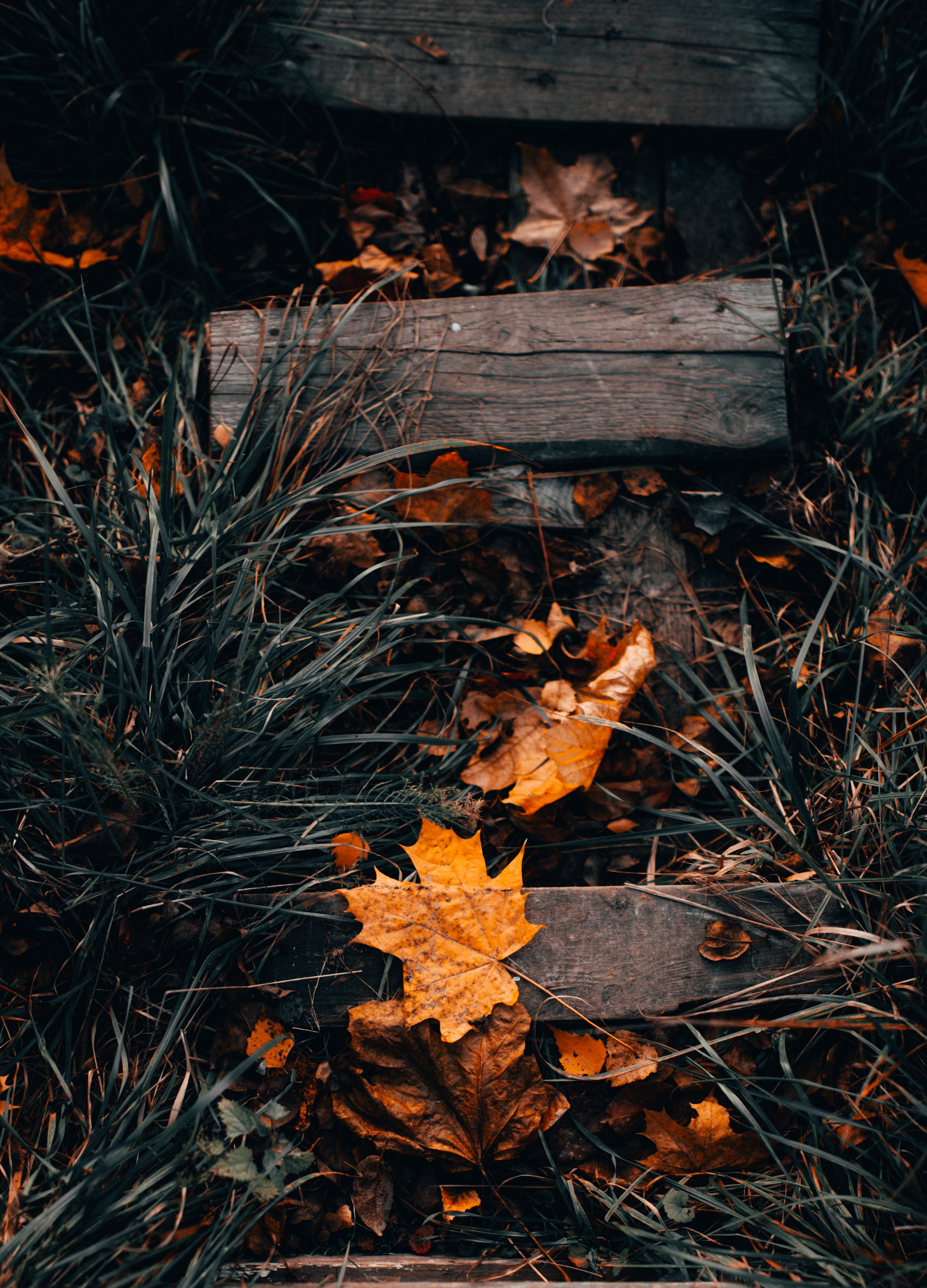 Autumn - the threshold of oblivion - My, Autumn, cat, The photo, Nature, A boat, Leaves, Longpost