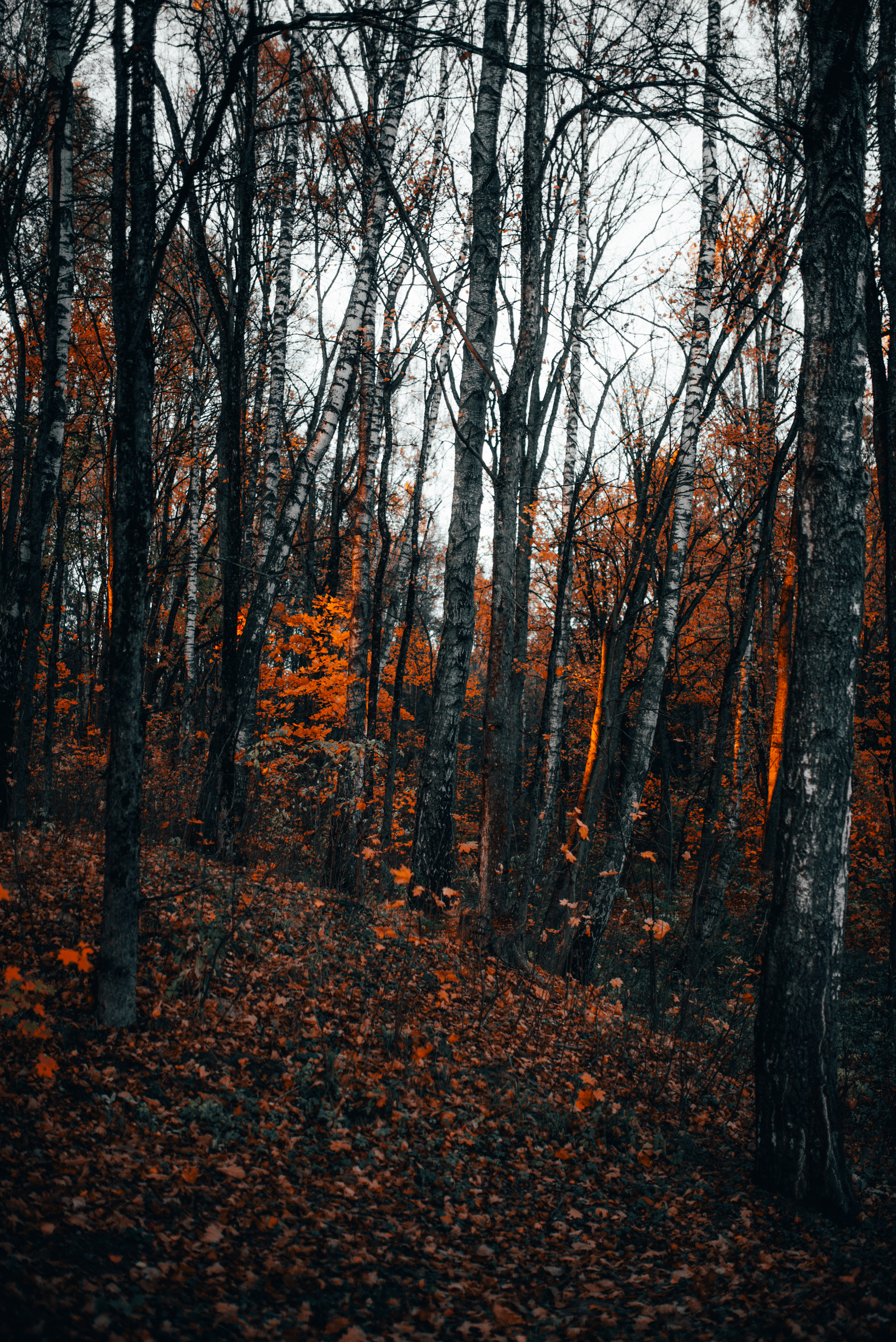 Autumn - the threshold of oblivion - My, Autumn, cat, The photo, Nature, A boat, Leaves, Longpost