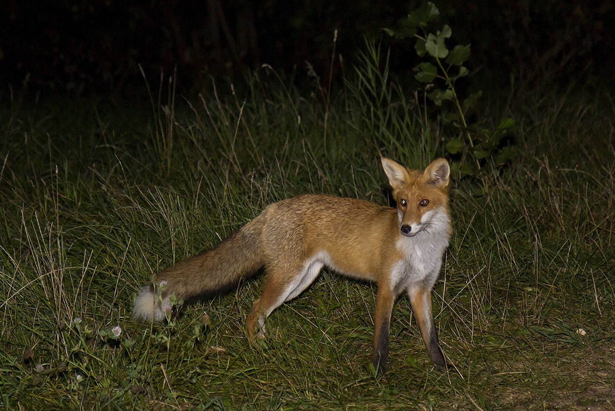 Foxes of Moscow - 2 - Fox, The photo, Moscow, Longpost