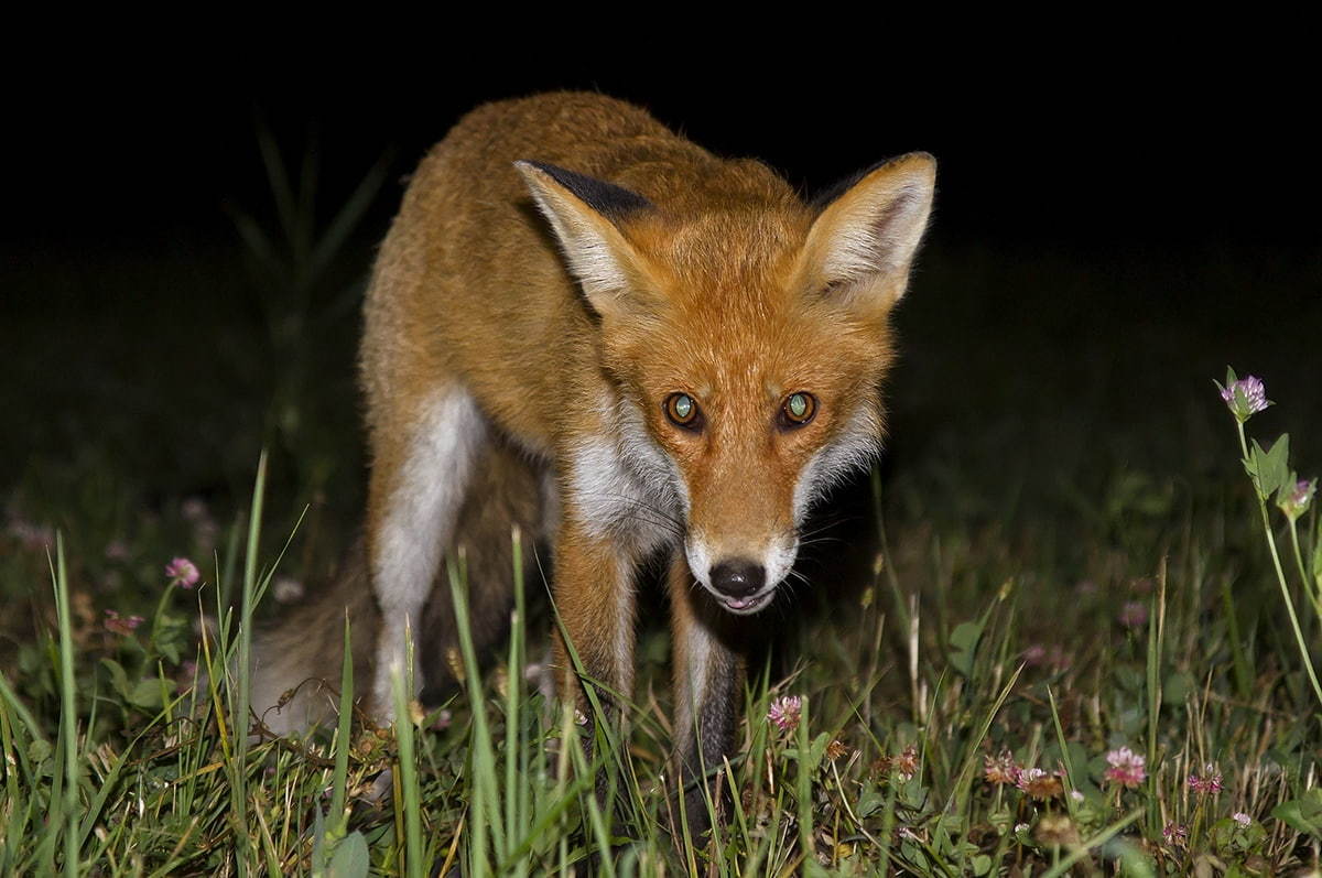 Foxes of Moscow - 2 - Fox, The photo, Moscow, Longpost