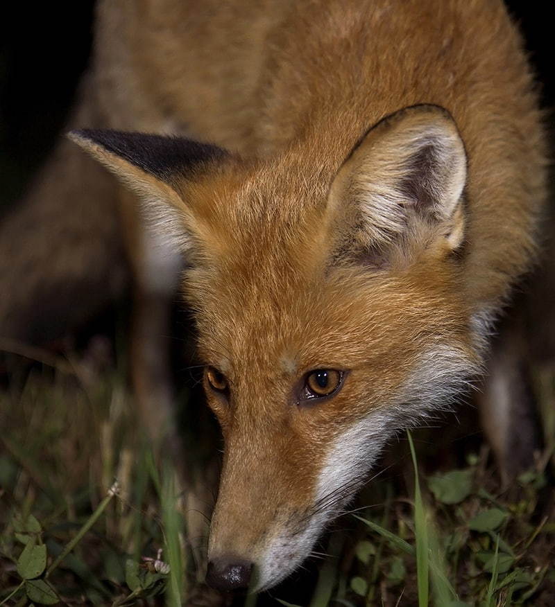 Foxes of Moscow - 2 - Fox, The photo, Moscow, Longpost