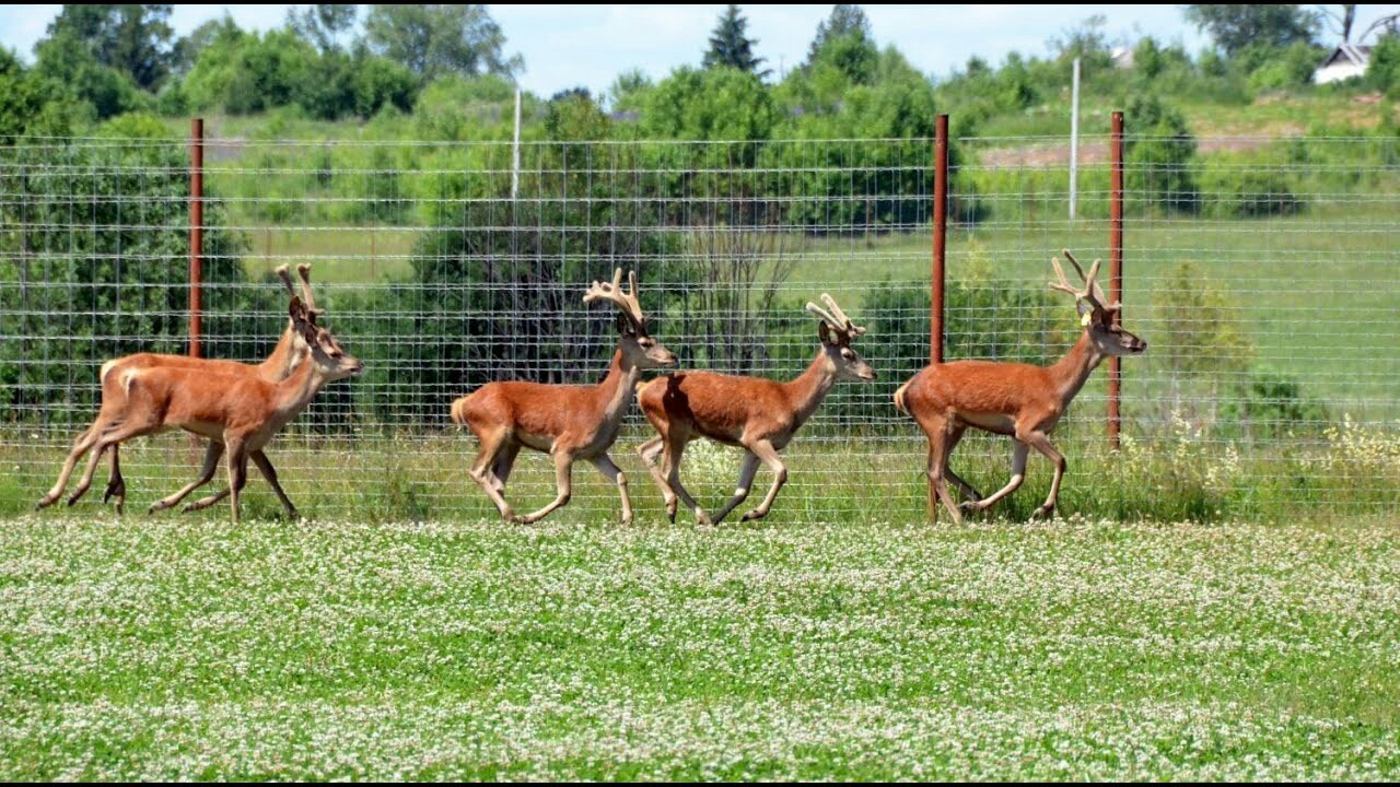 Cons of deer - My, Deer, Economy, Сельское хозяйство, Farm, Longpost, Deer