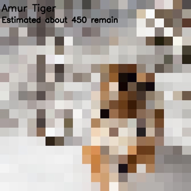 The number of pixels is equal to the number of endangered species - wildlife, Endangered species, Pixel, Comparison, Longpost