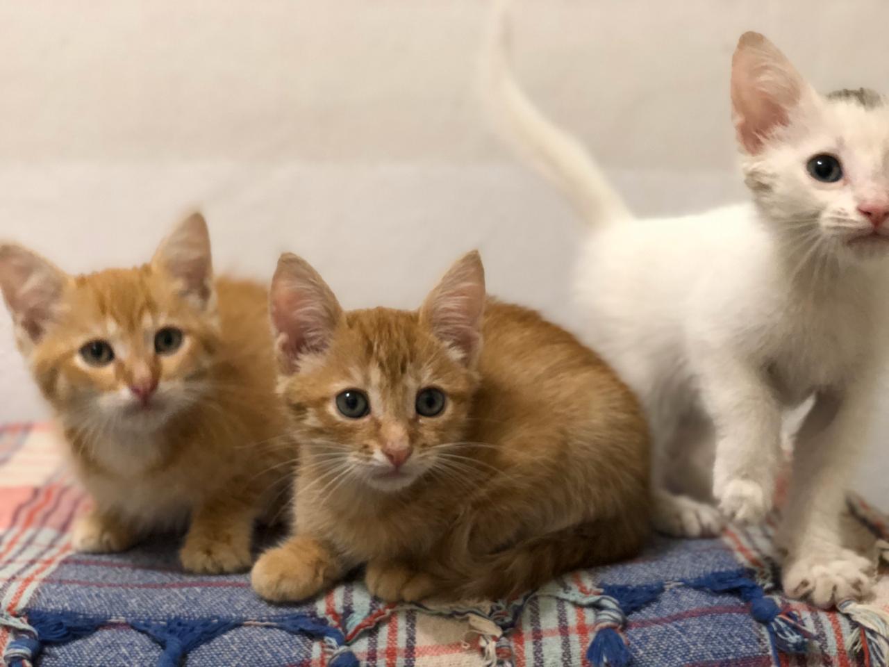 Kittens-foundlings))) all three boys)))) who needs a cat?))) - My, Kittens, I will give, Longpost, In good hands, cat, Found a cat, Moscow, No rating