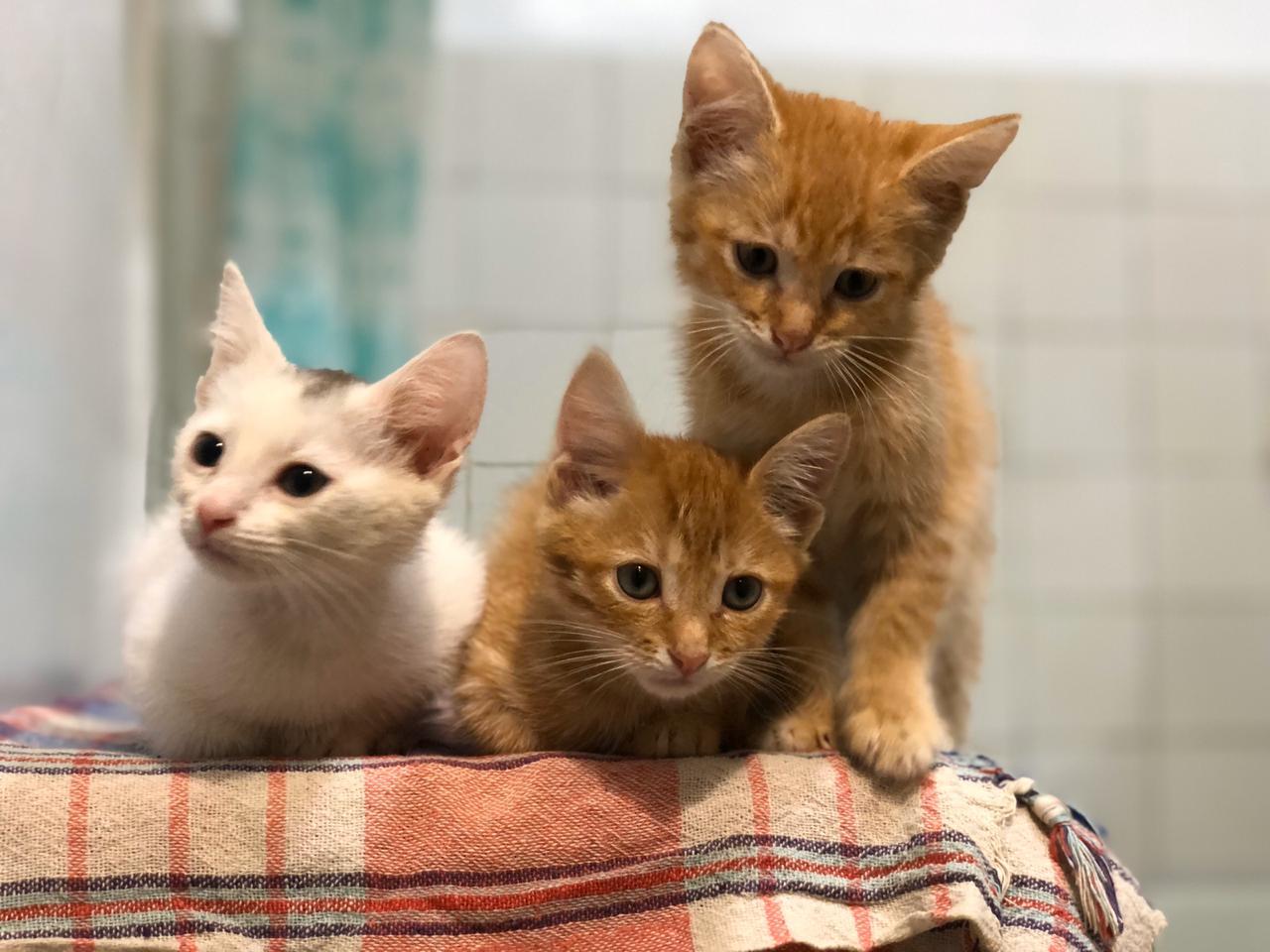 Kittens-foundlings))) all three boys)))) who needs a cat?))) - My, Kittens, I will give, Longpost, In good hands, cat, Found a cat, Moscow, No rating