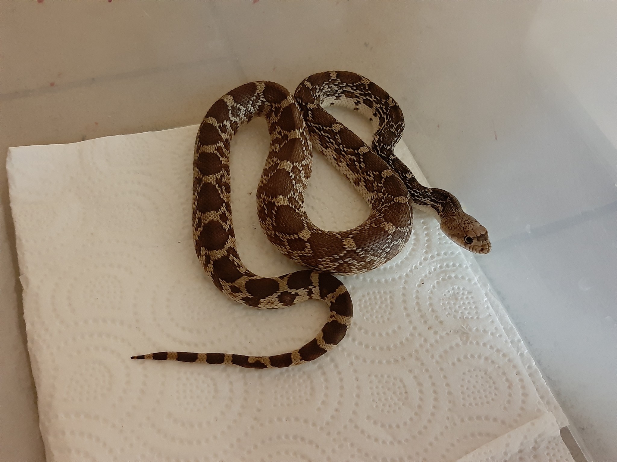 A small reviewer of a part of my collection of reptiles and amphibians / Gopher snakes - My, Snake, Pet, Terrariumistics, Exotic, Hobby, Longpost, Pets