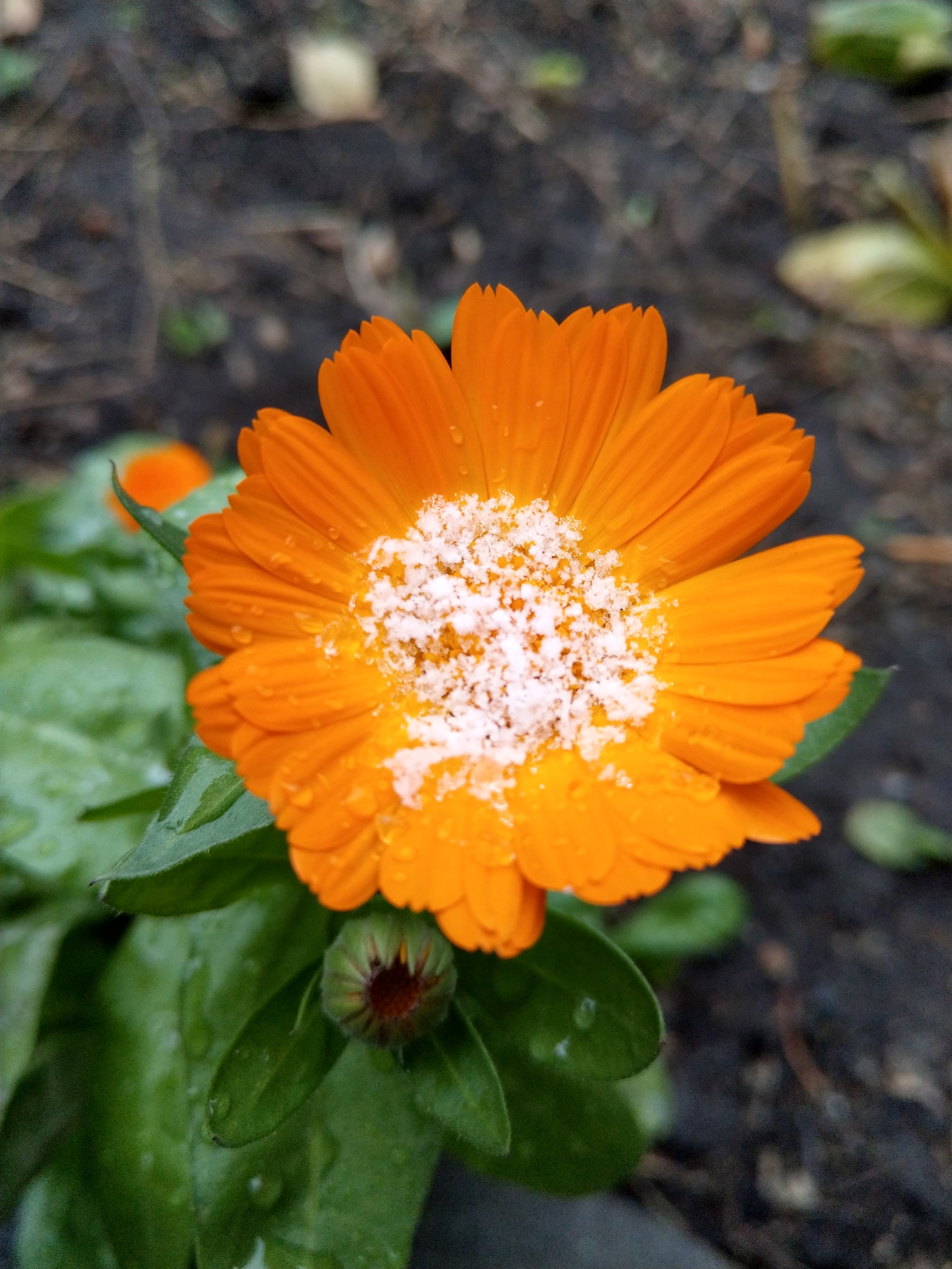 First snow in Novosibirsk - My, Flowers, Autumn, First snow, The photo