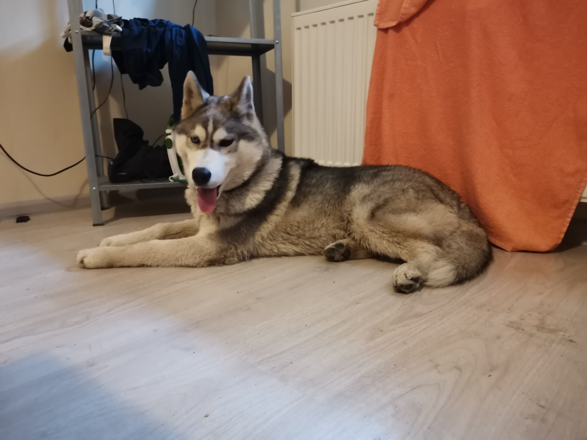 Whose husky in Devyatkino (St. Petersburg) [The dog was returned to the owner]? - My, Dog, Found a dog, Husky, Devyatkino, Longpost, Saint Petersburg