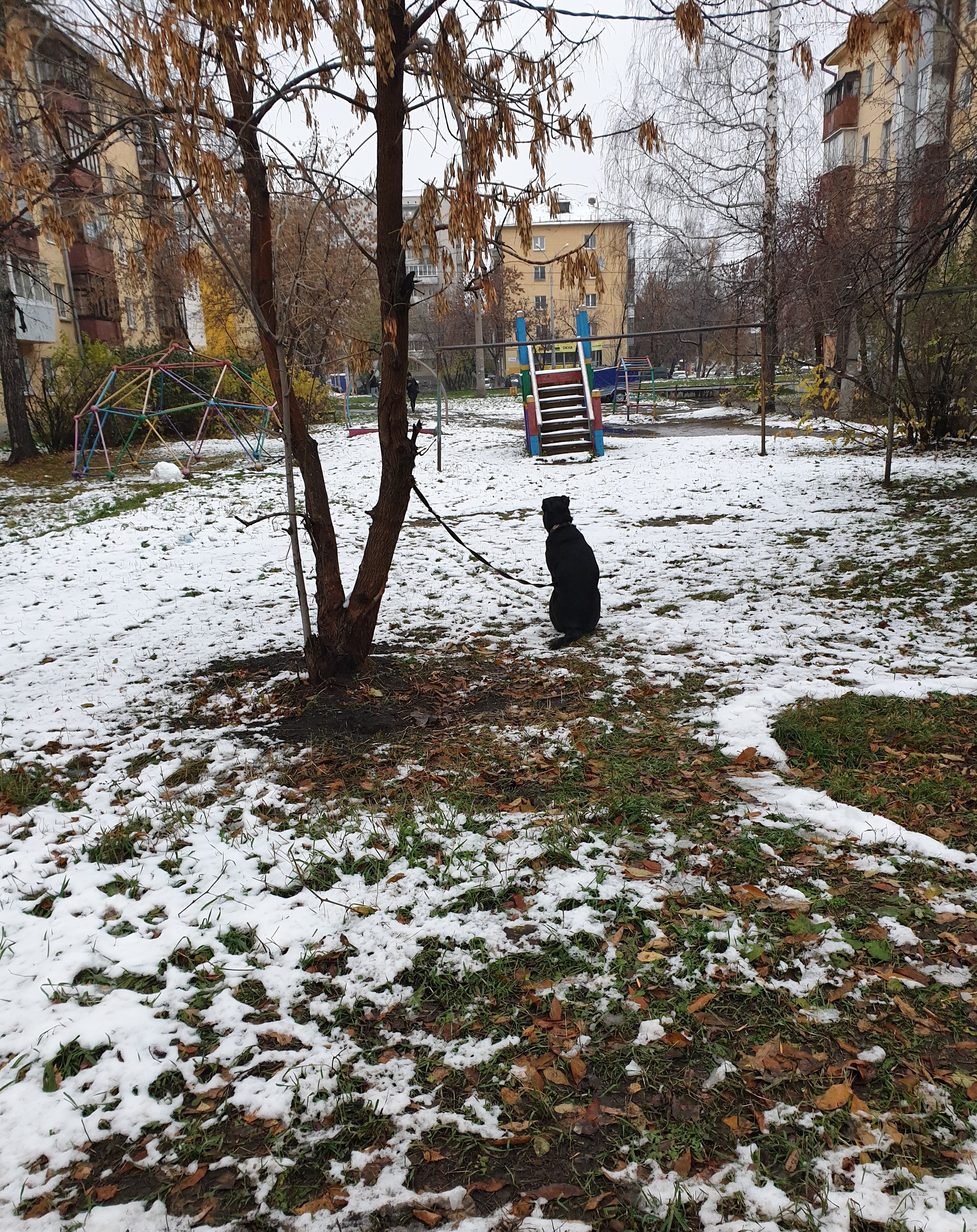 The fate of the dog - My, Dog, Lost, Walking, Yekaterinburg, No rating, Longpost