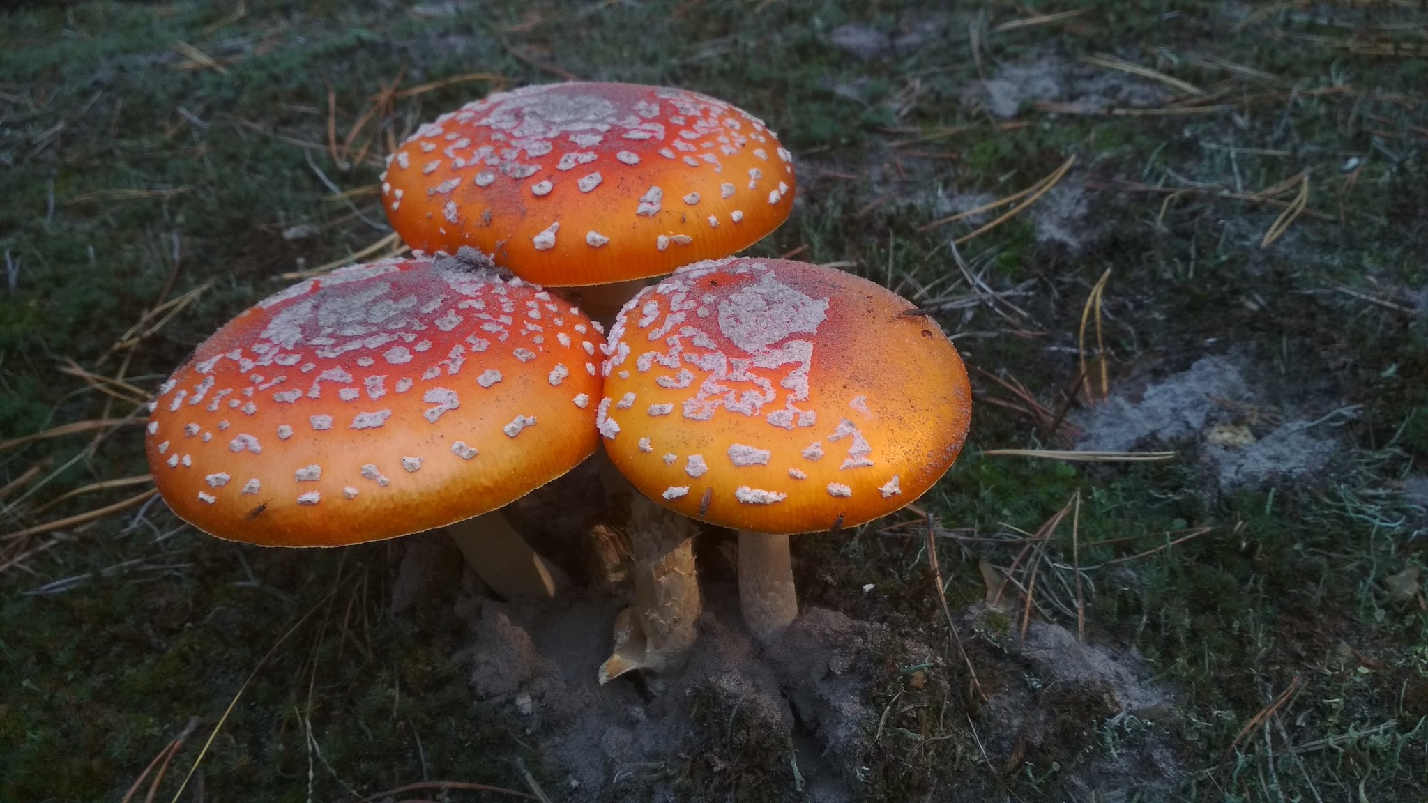 Amanita of the Plyuteev family - My, Fly agaric, Mushrooms, Silent hunt, Xiaomi redmi 4x, Kiev, Toadstool, Longpost