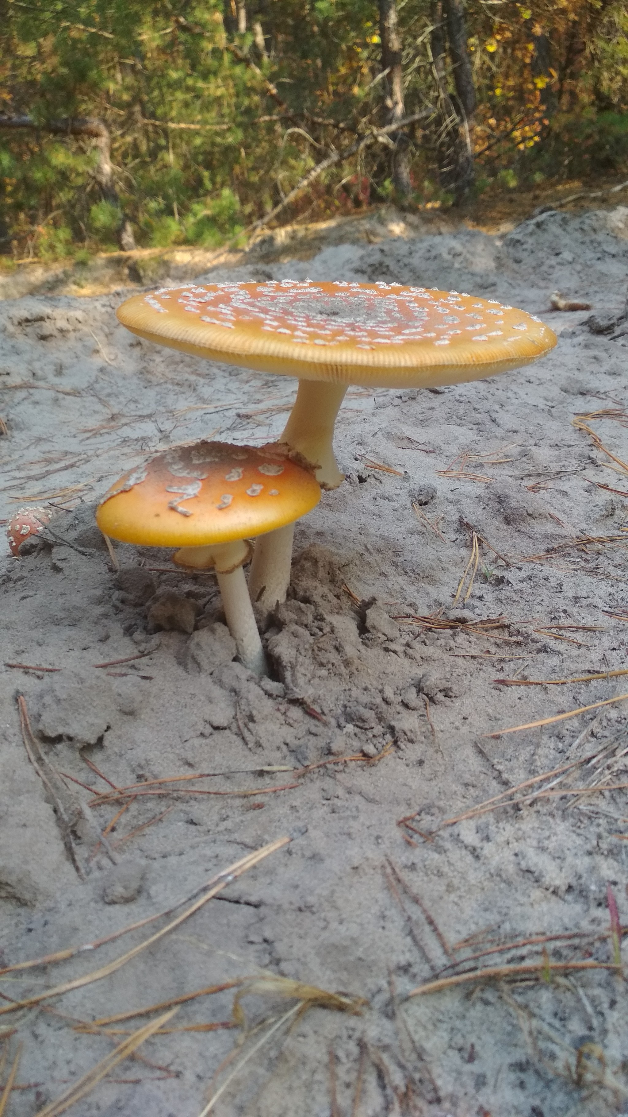 Amanita of the Plyuteev family - My, Fly agaric, Mushrooms, Silent hunt, Xiaomi redmi 4x, Kiev, Toadstool, Longpost