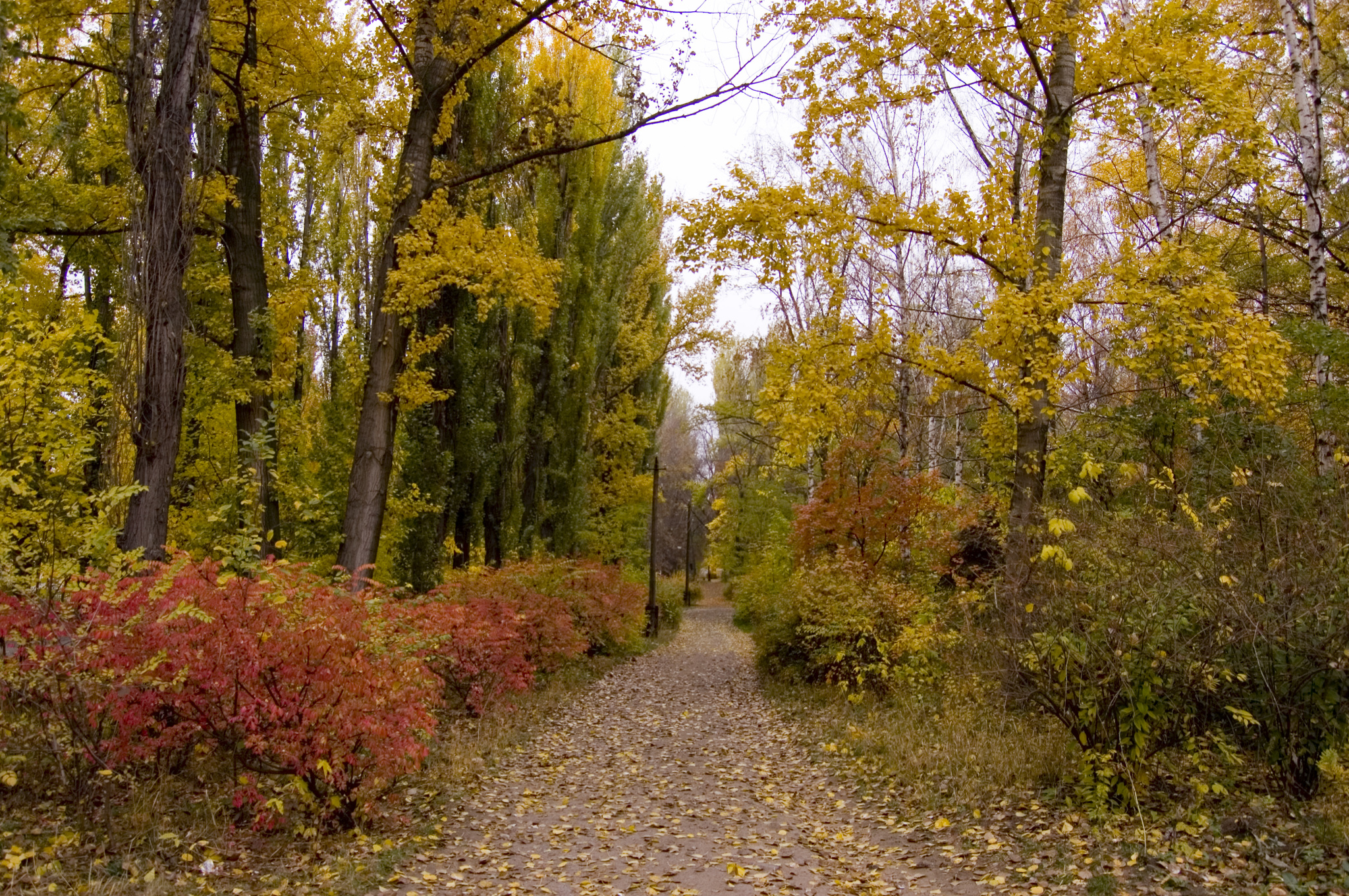 Autumn colors - My, Autumn, The photo, Longpost