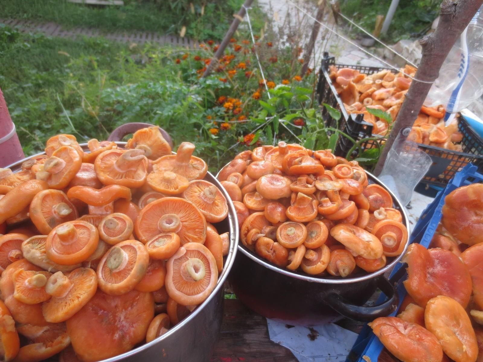 Redheads.... - Yummy, Mushrooms, Ginger mushrooms, The photo