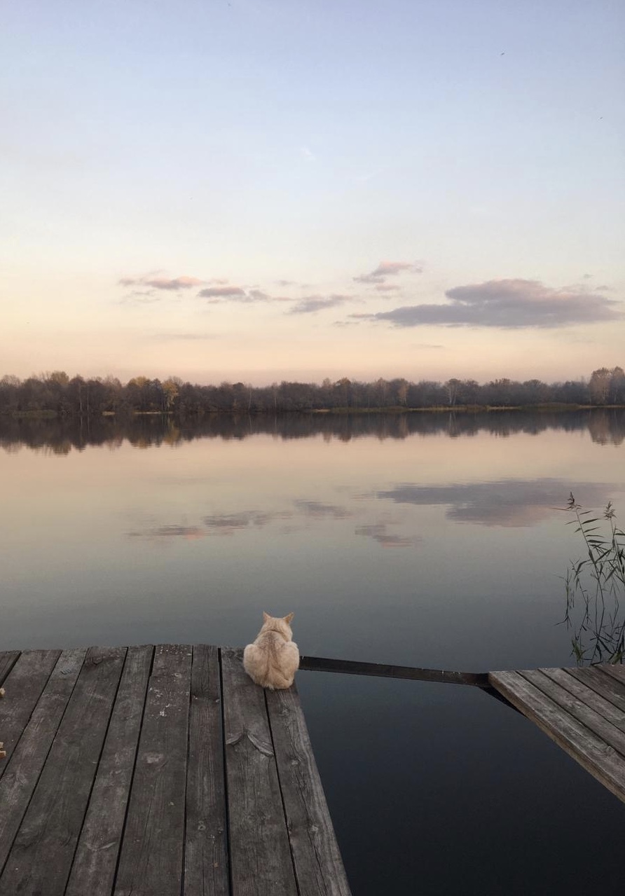 Meditation - cat, Observers, Nature, Autumn