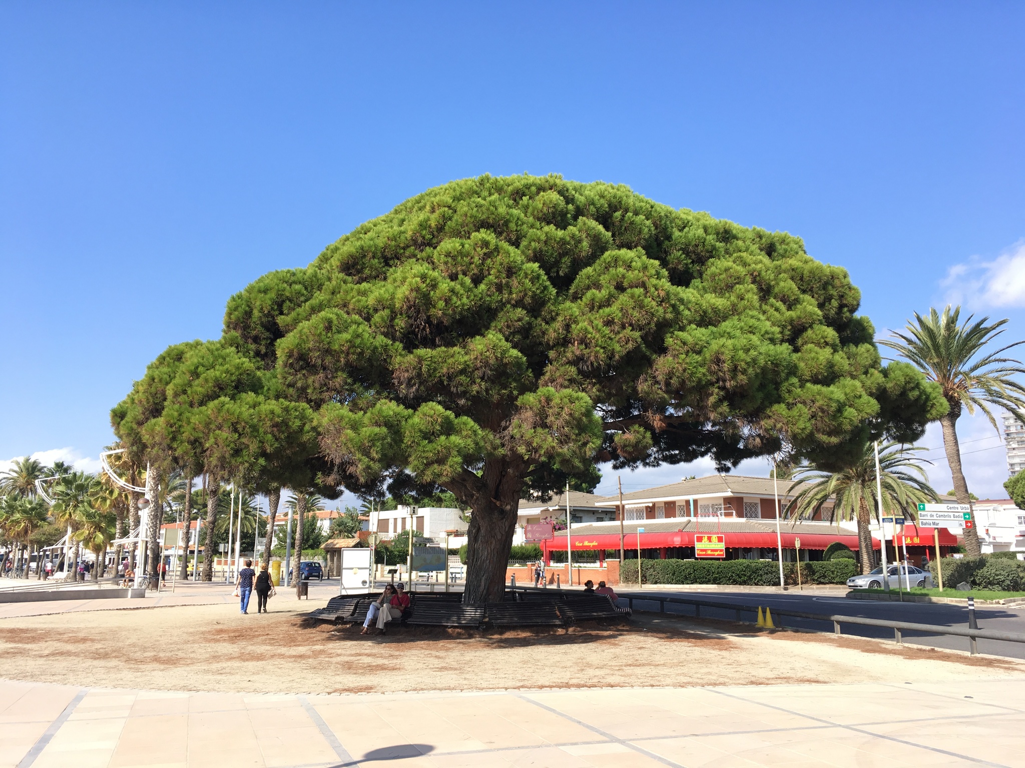 Beauty of Spain, Cambrils - My, Mobile photography, Spain, , Catalonia, Nature, beauty of nature, Tourist places, Longpost