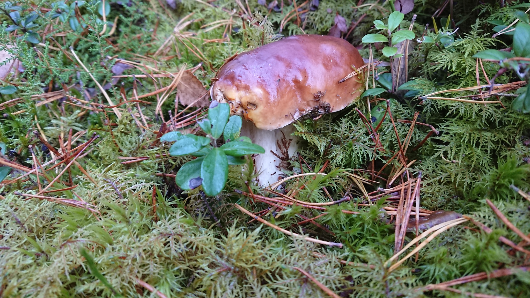Nalibokskaya forest. - My, Mushrooms, Butterlets, Boletus, Umbrella Mushroom, Honey mushrooms, , Video, Longpost, Oak mushroom