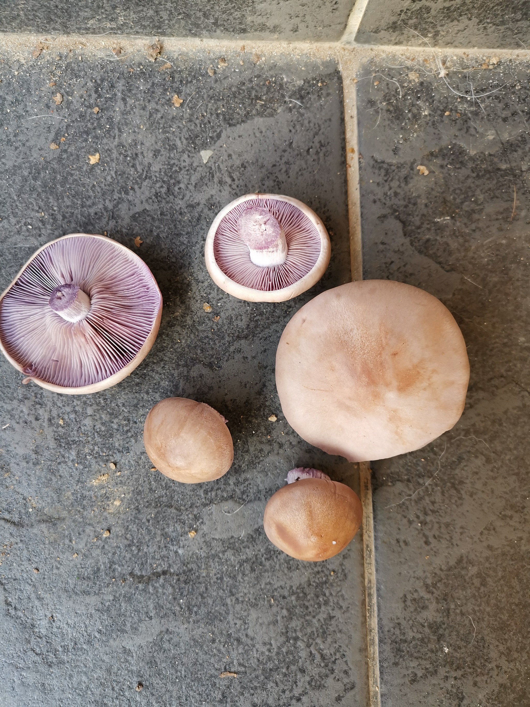 Row purple - My, Mushrooms, Tricholoma, Nature, Video, Longpost, Podilskyi district