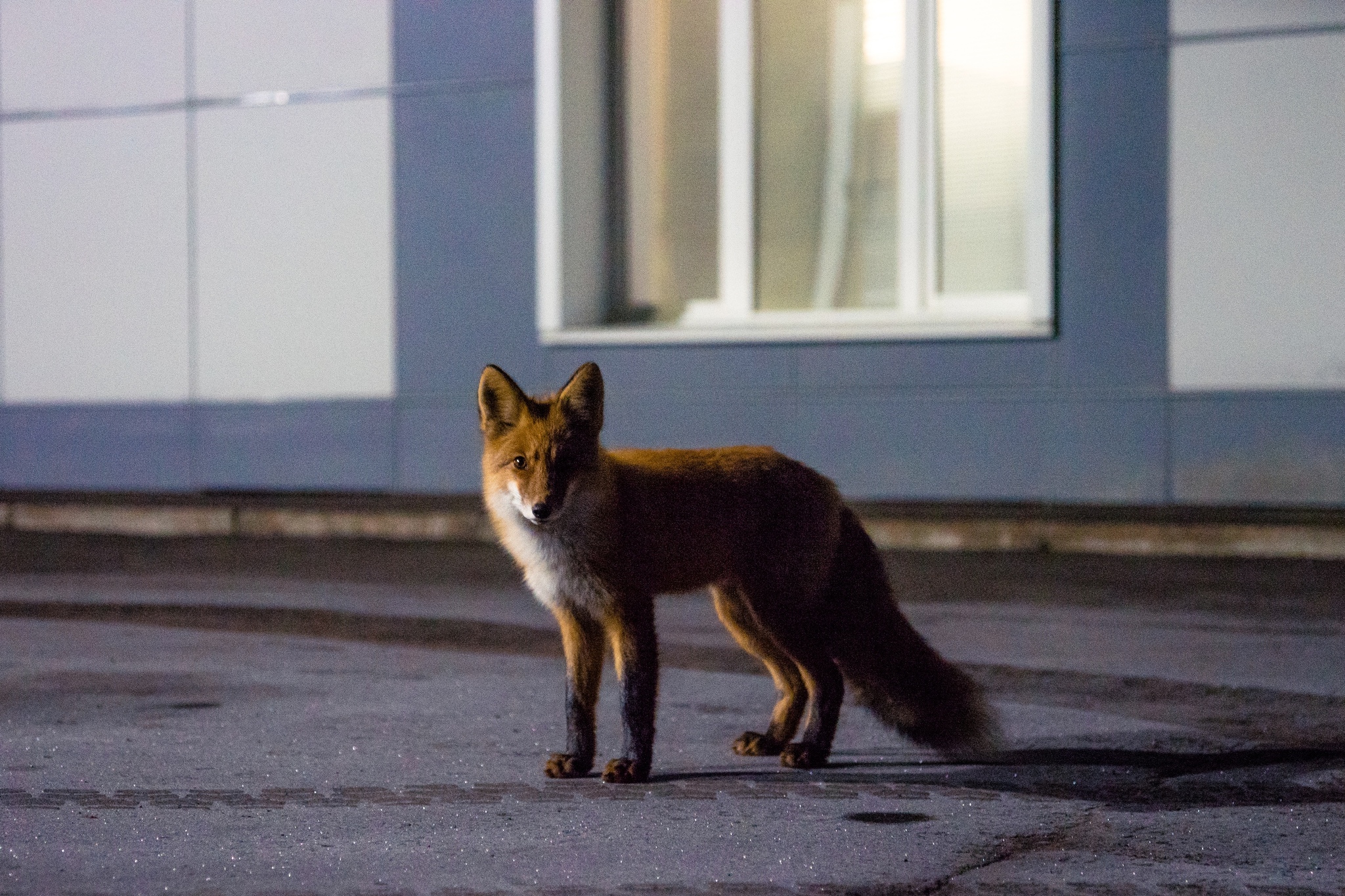 Fox at Bratsk airport - My, Bratsk, Fox, Sony, The photo, Siberia, Irkutsk region, Longpost