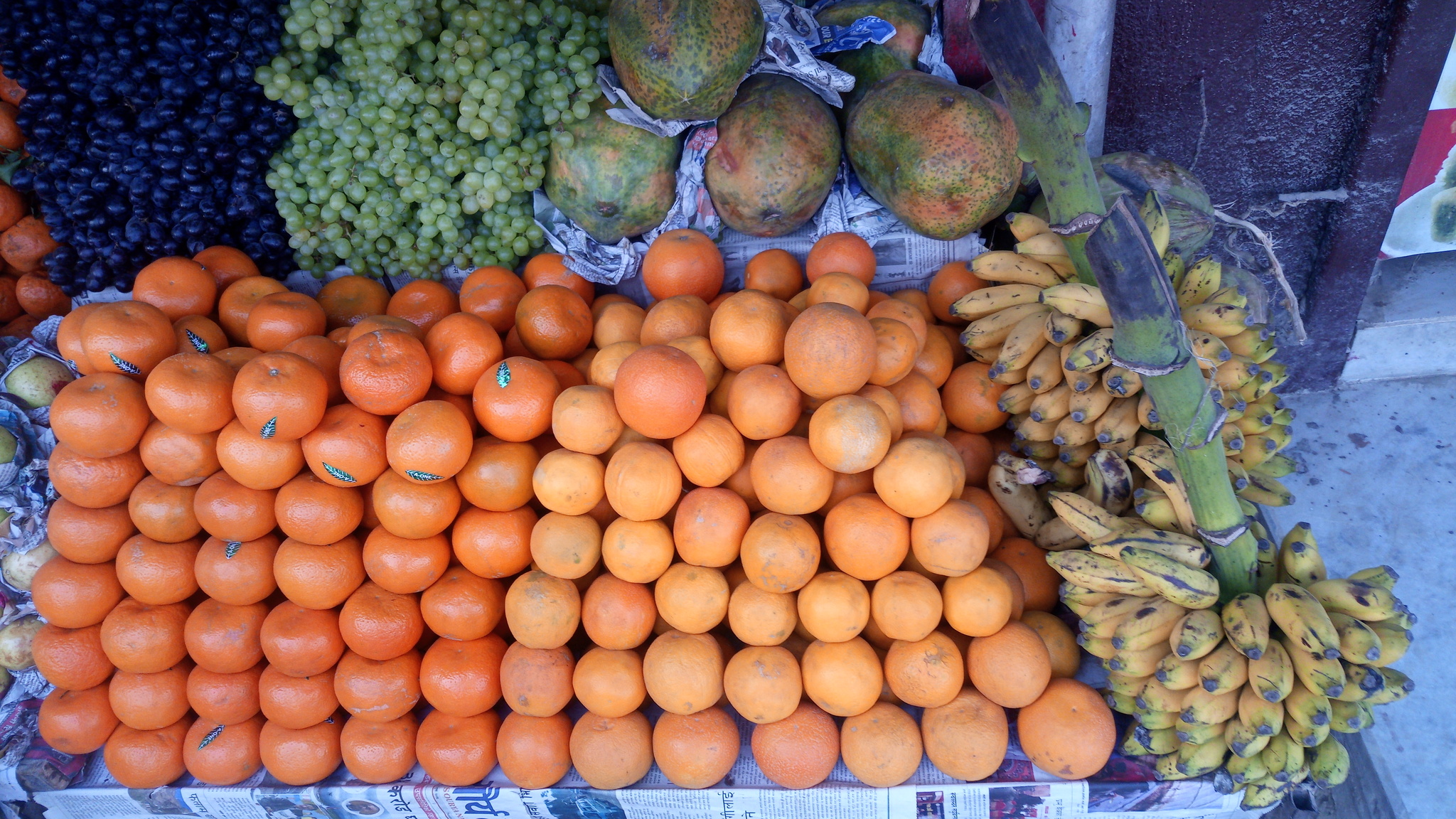 Чику фрукт в индии