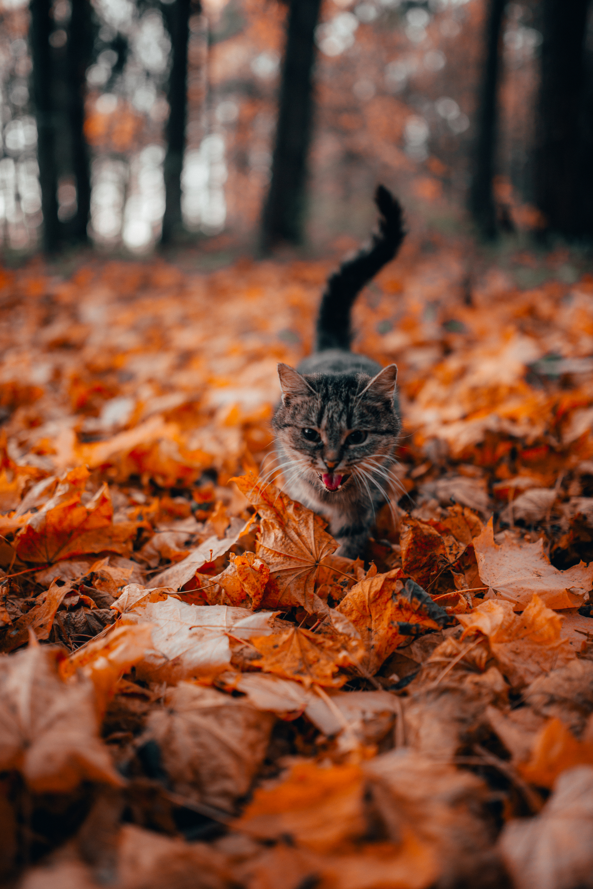 Season of Fire Flowers - My, Autumn, The photo, Seasons, Nature, Cosiness, Fire, cat, Longpost