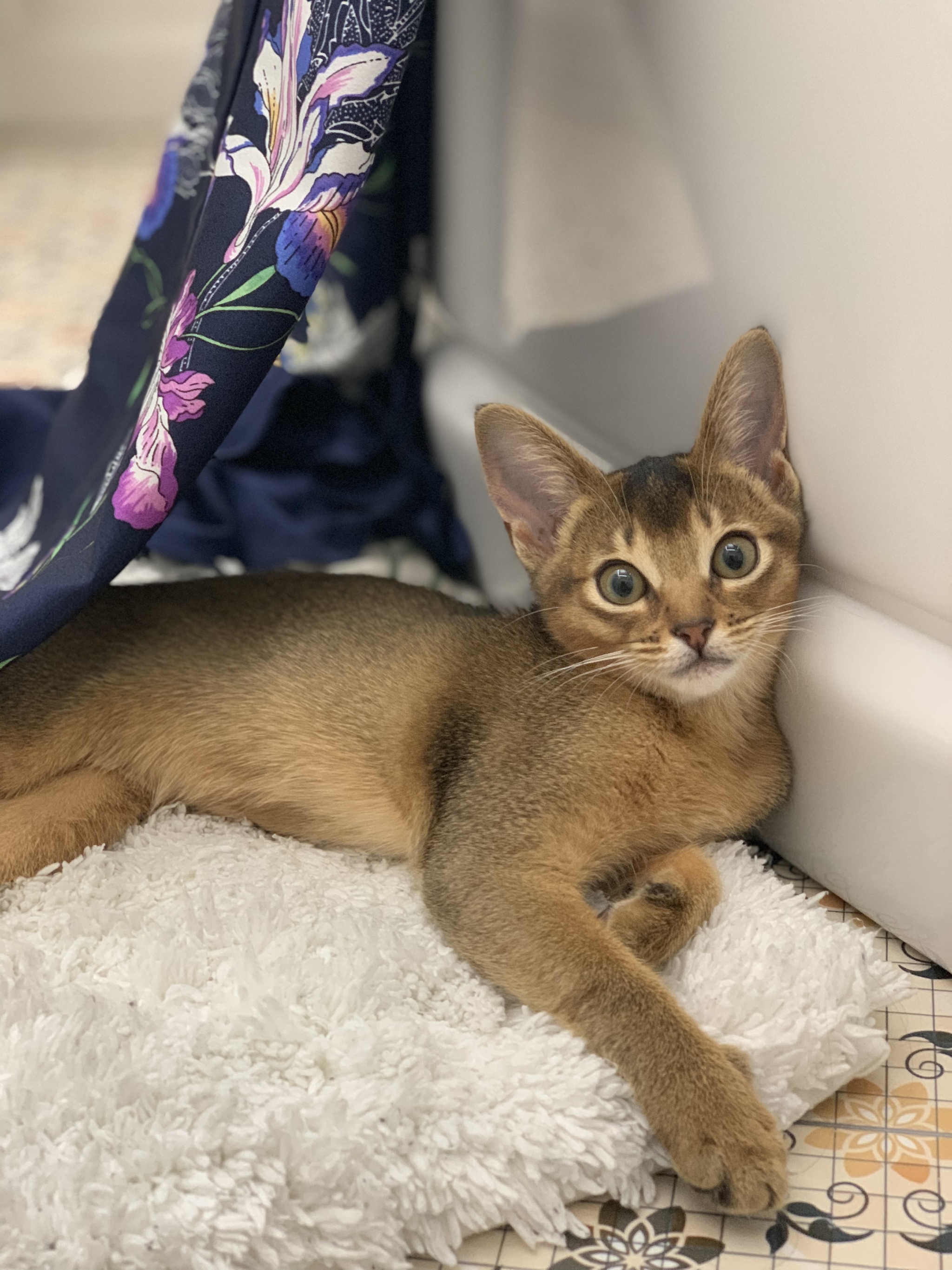 Who is this handsome guy here? - My, cat, Abyssinian cat, Love, Longpost