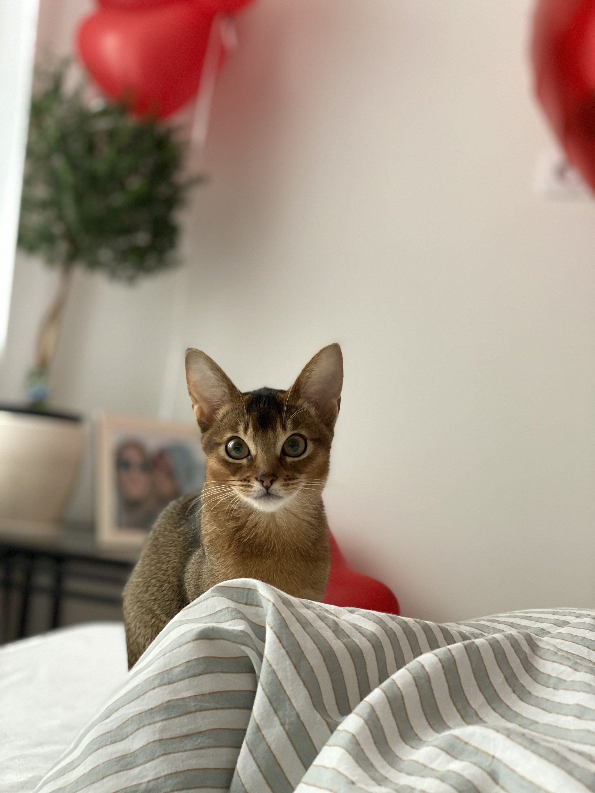 Who is this handsome guy here? - My, cat, Abyssinian cat, Love, Longpost