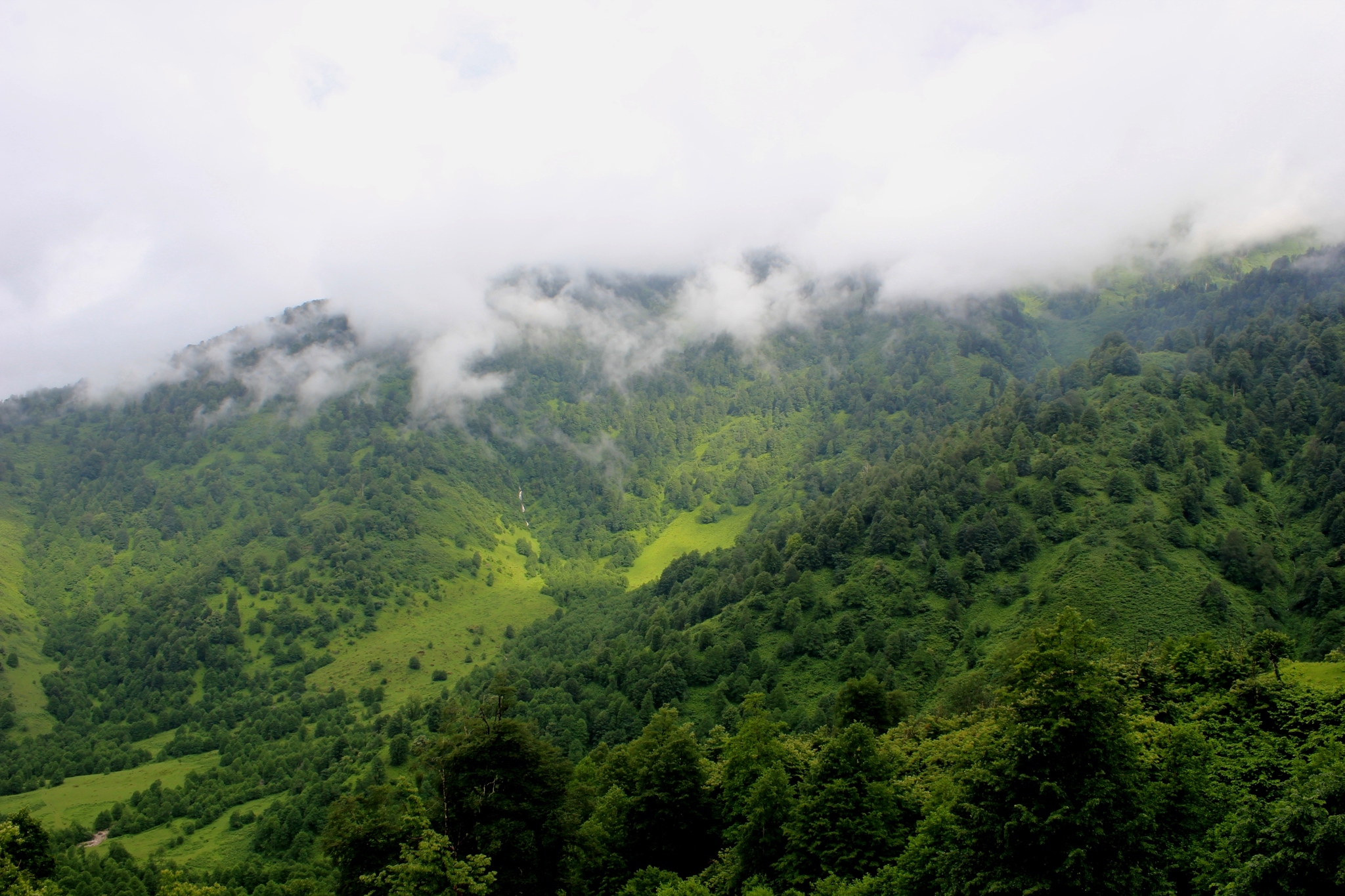 Bakhmaro. Georgia - My, Georgia, Tbilisi, Longpost