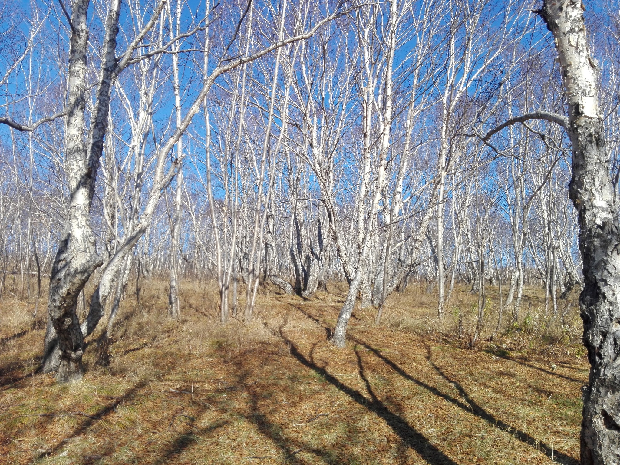 Камчатка. Осенний лес. - Моё, Камчатка, Вилючинск, Лес, Осень, Длиннопост