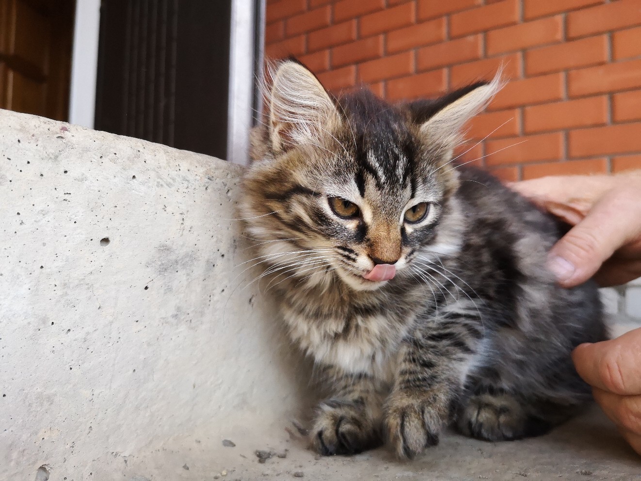 Мой личный Котоленд 202 - Моё, Кот, Приют, Доброта, Липецк, Приют Котоленд, Помощь, Длиннопост, В добрые руки, Без рейтинга