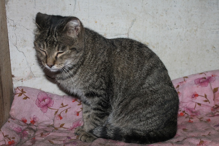 My personal Kotoland 202 - My, cat, Shelter, Kindness, Lipetsk, Shelter Cotoland, Help, Longpost, In good hands, No rating