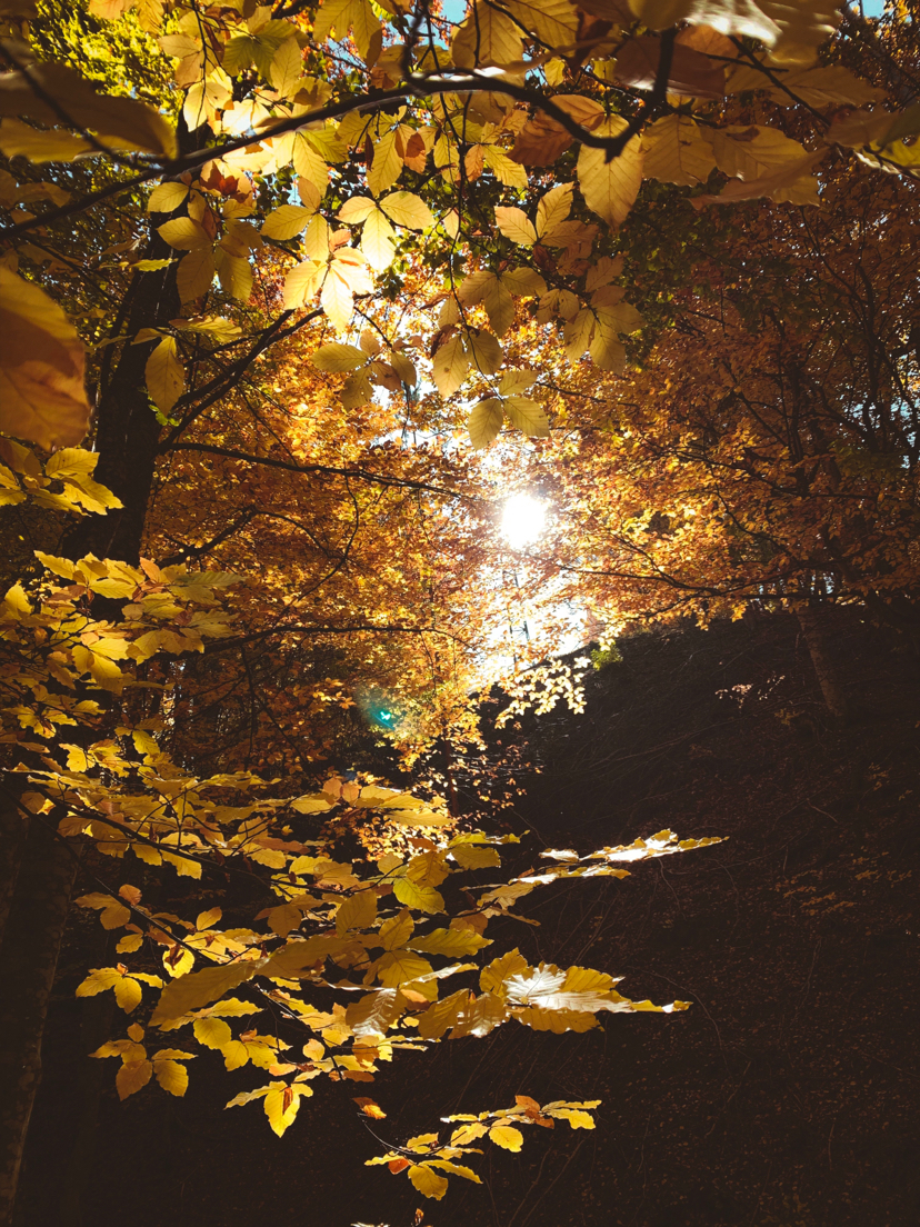 Golden autumn in Crimea. Angarsk Pass October 18 +22 - My, Crimea, Autumn, Mobile photography, Forest, Longpost